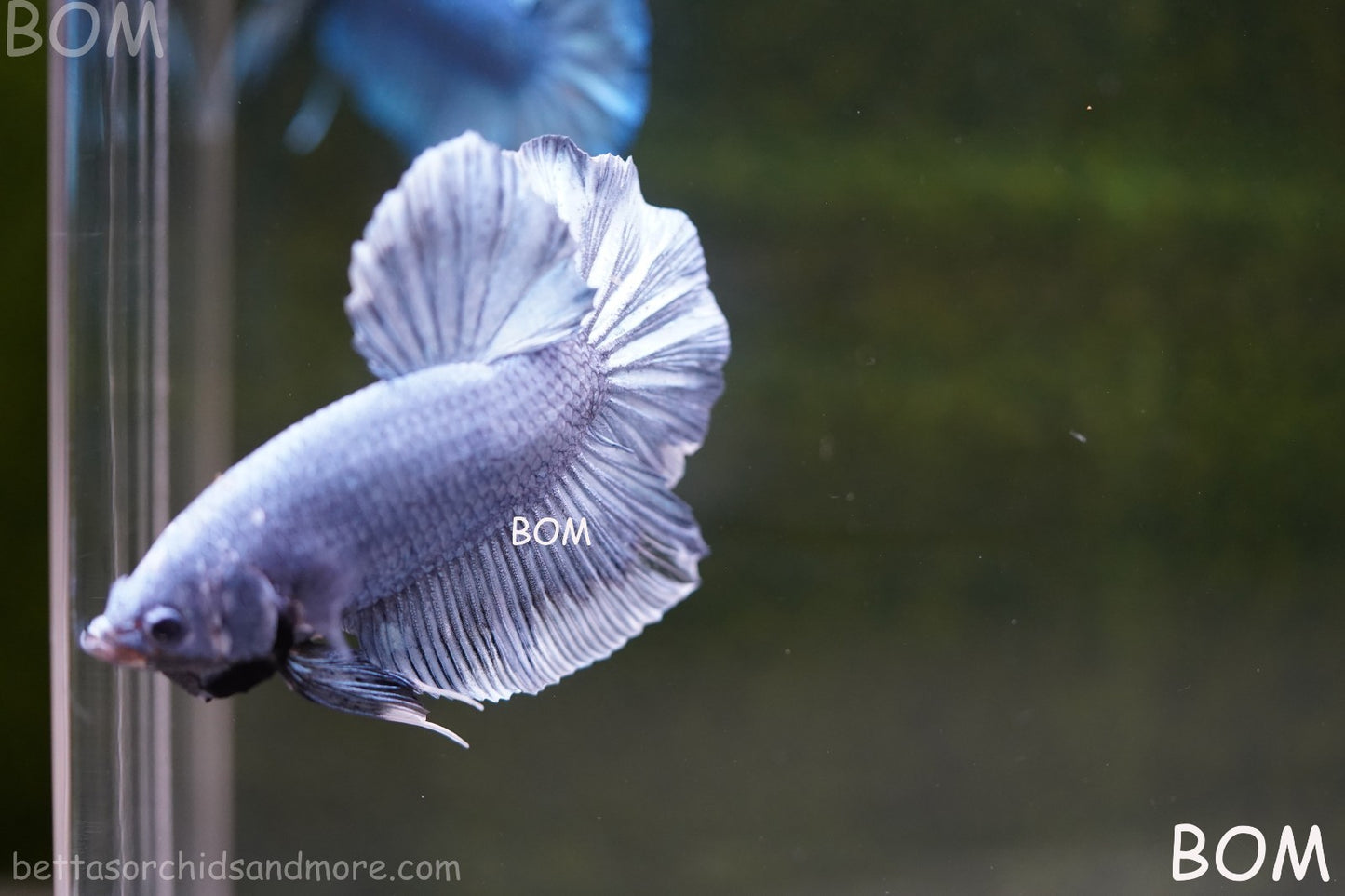 Betta Plakat GIANT MALE BLUE SERIES 5 CM BO | BOM-A306