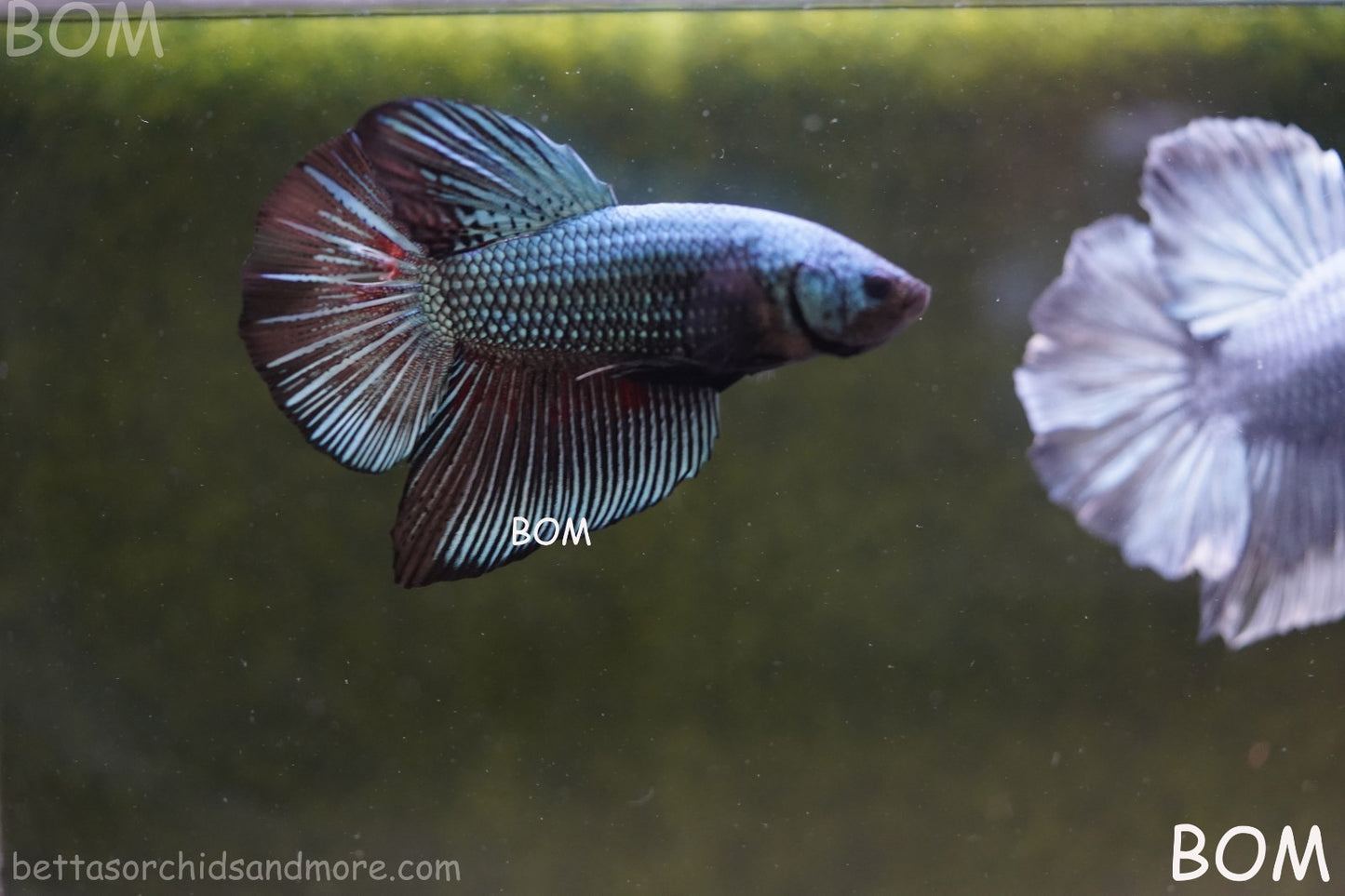 LIVE BETTA GIANT MALE BLUE SERIES 5 CM BO | BOM-A313