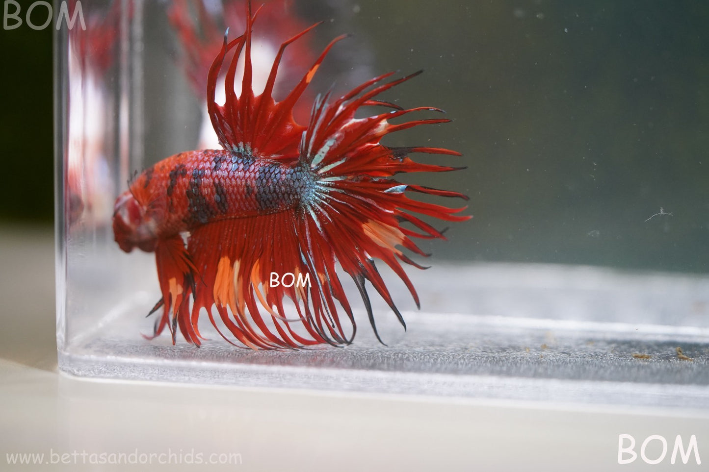 LIVE BETTA MALE CROWN NEMO REDS : Unique Fish | BOM-A302
