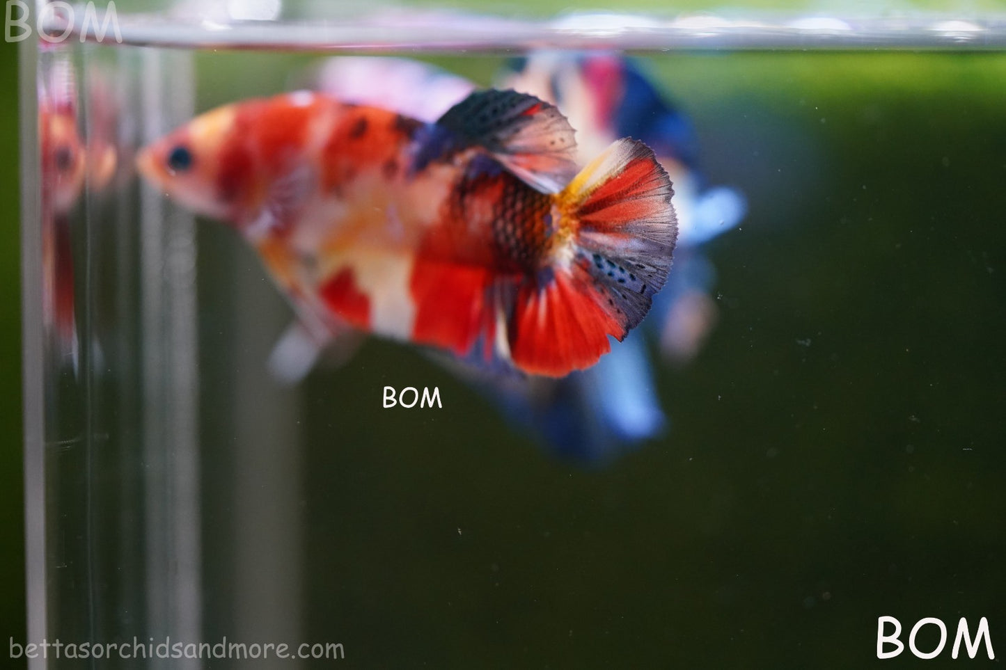 LIVE BETTTA FEMALE METALLIC MULTICOLOUR HMPK BEAUTIFUL COLOURS | BOM-A286