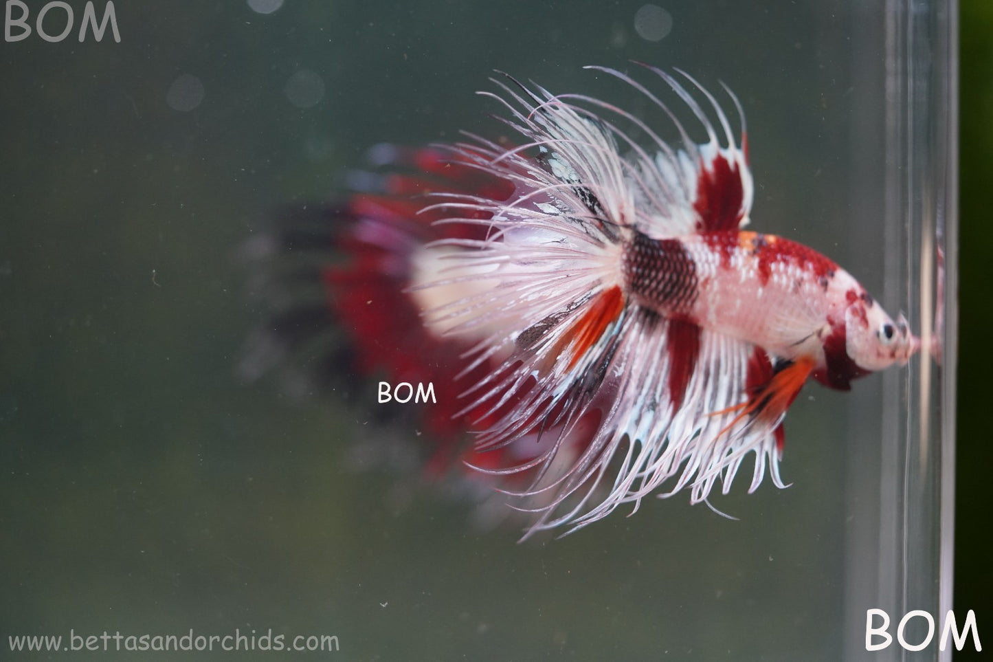 LIVE BETTA MALE CROWN RED KOI : Unique Fish | BOM-A295