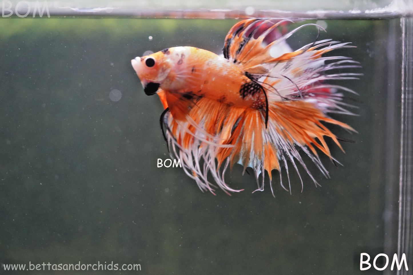 LIVE BETTA MALE CROWN LEOPARDS : Unique Fish | BOM-A296