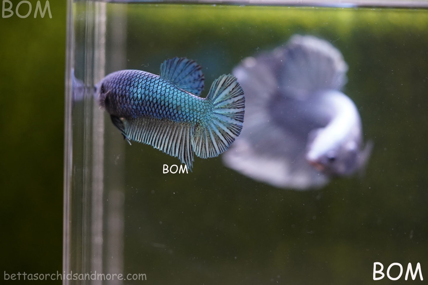 LIVE BETTA GIANT FEMALE BLUE SERIES | BOM-A311