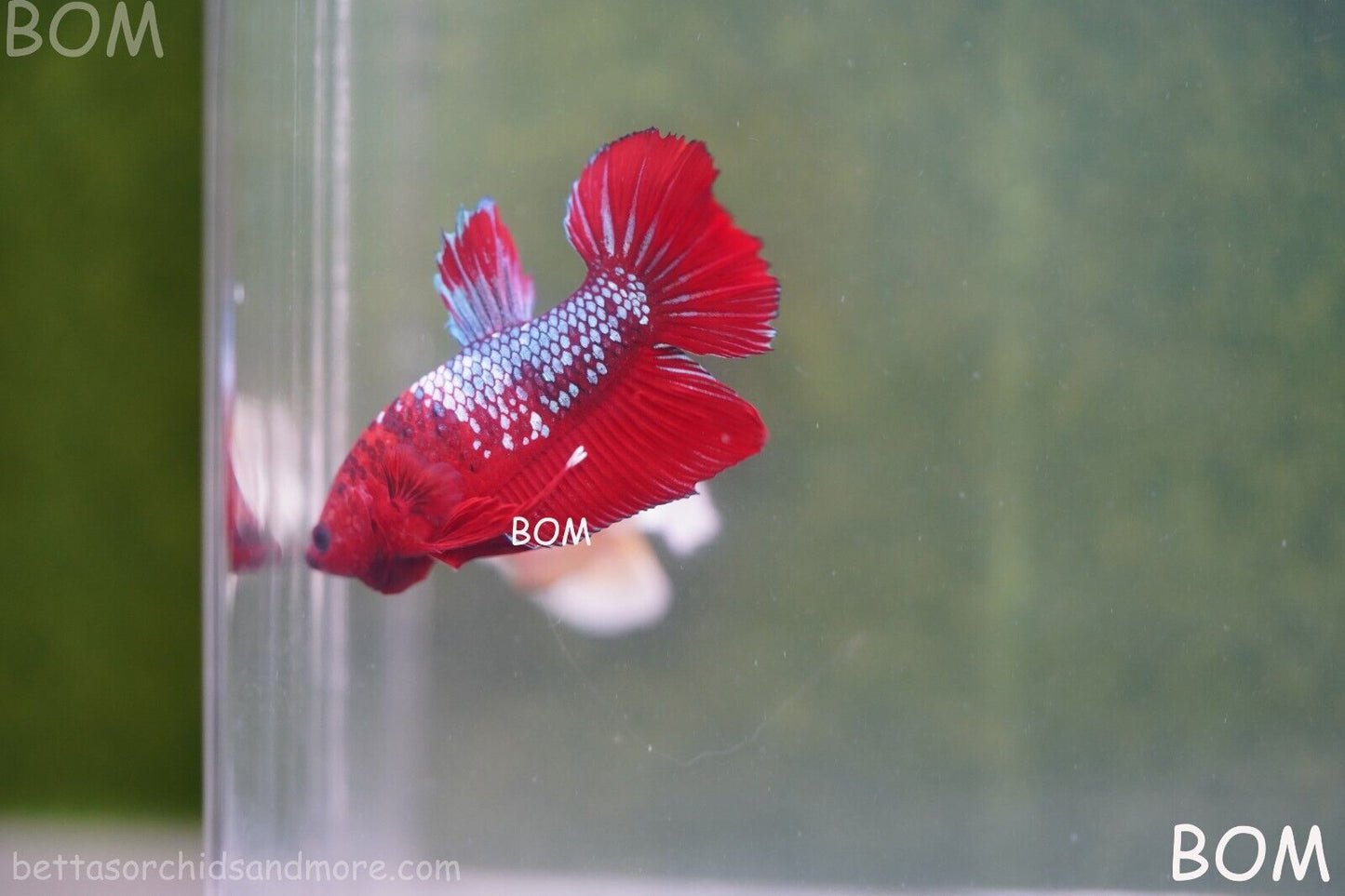 LIVE BETTA HMPK MALE FANCY RED | BOM-A177