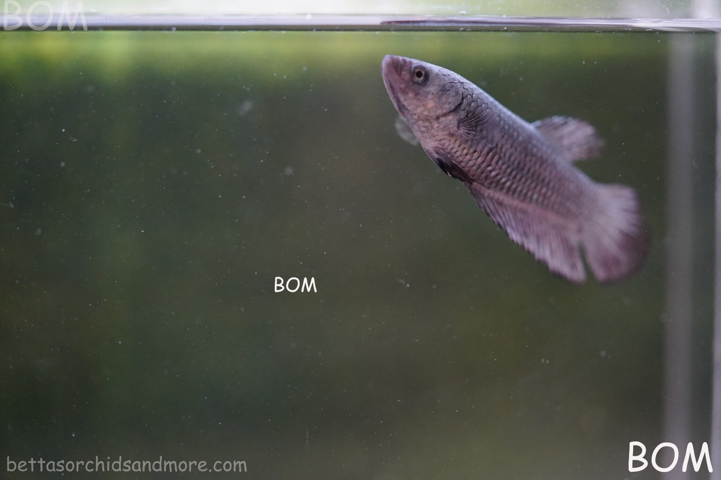 LIVE BETTA JUNIOR GIANT FEMALE COPPER | BOM-A316