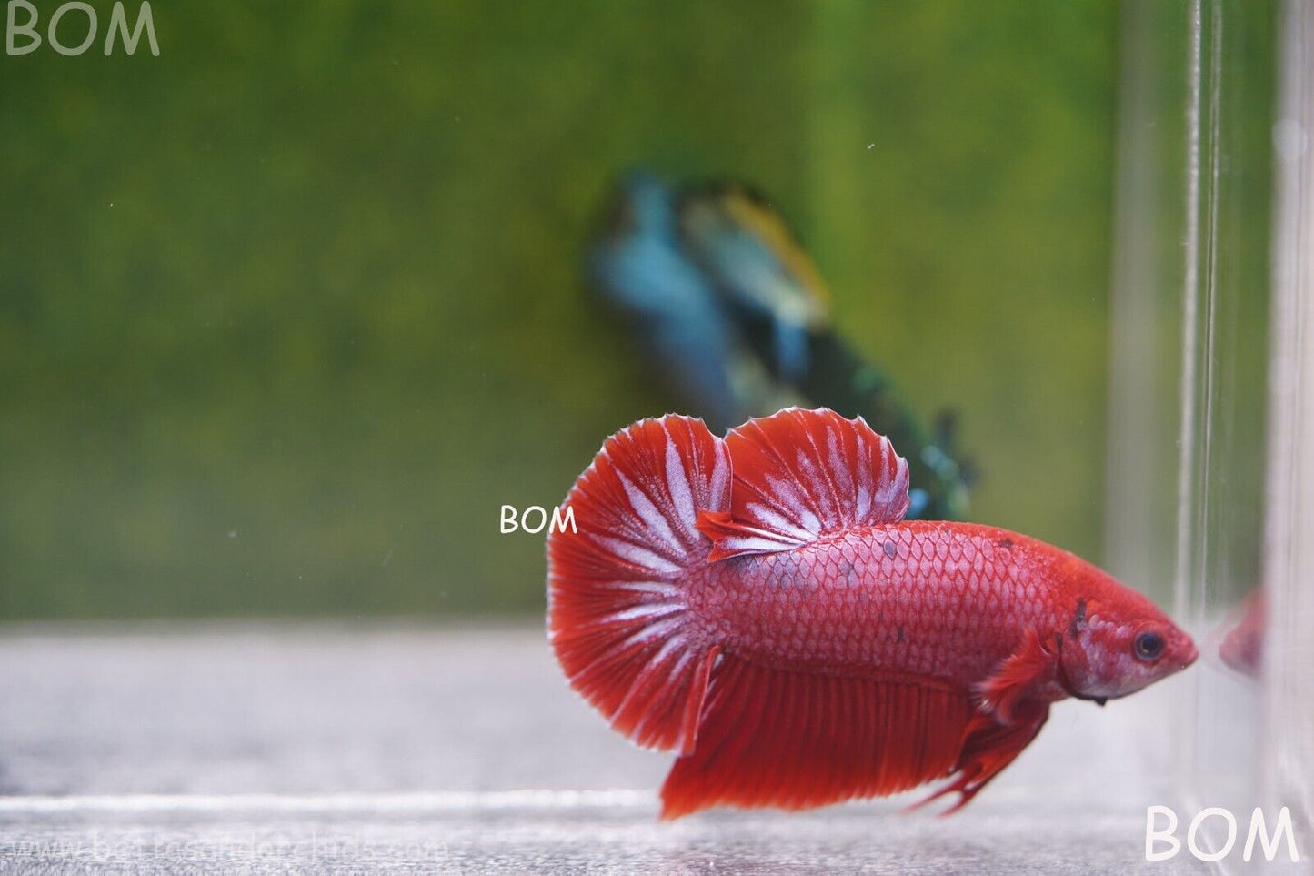 LIVE BETTA MALE RED | BOM830