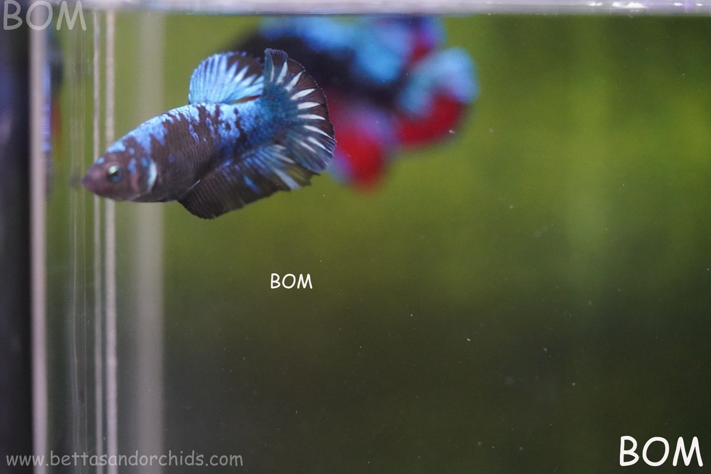 LIVE BETTA FEMALE HMPK GORDON GALAXY DUST | BOM-A504