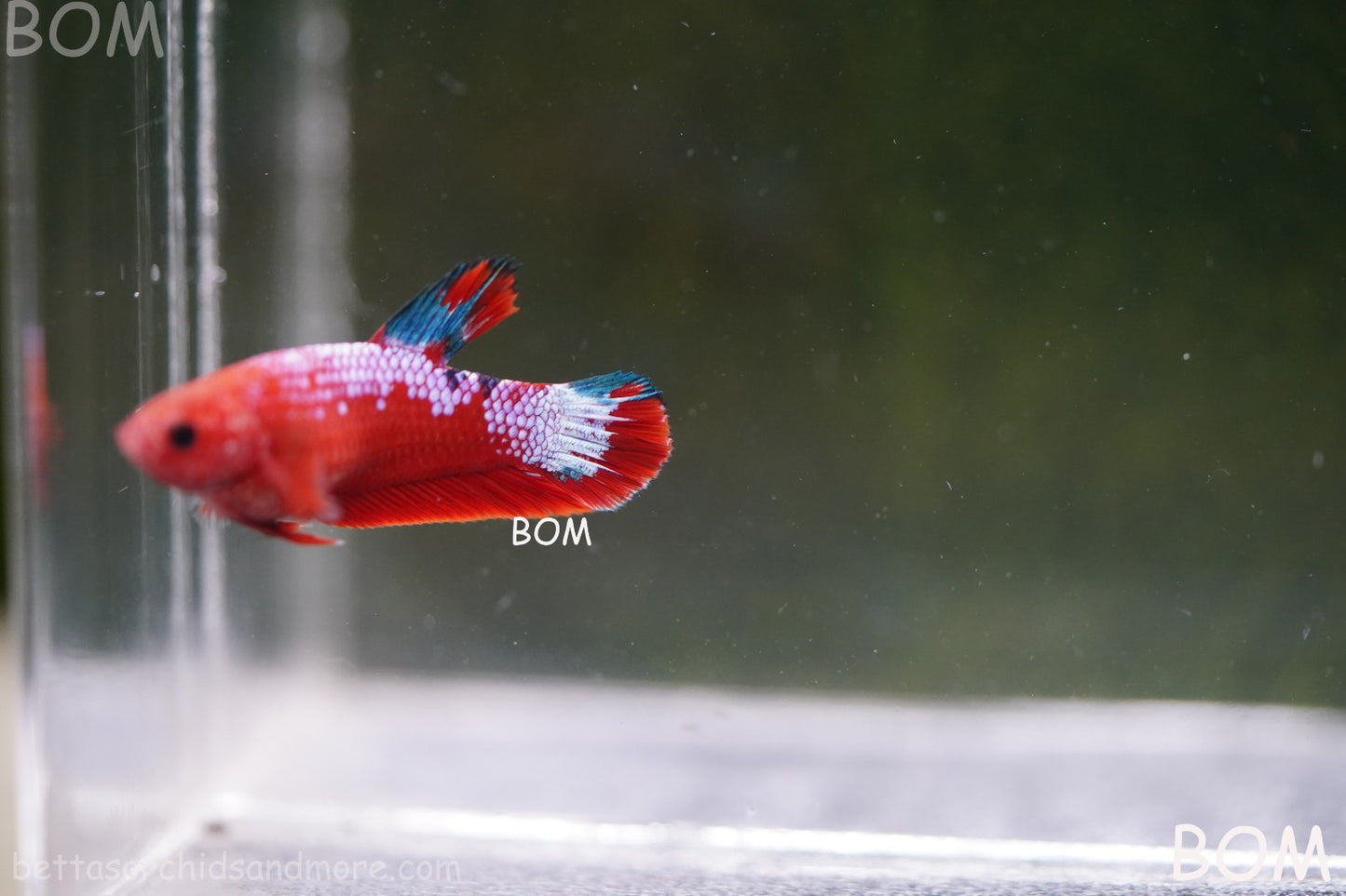 PREMIUM FEMALE HELLBOY HMPK BETTA Fish:Live HMPK | BOM-A275