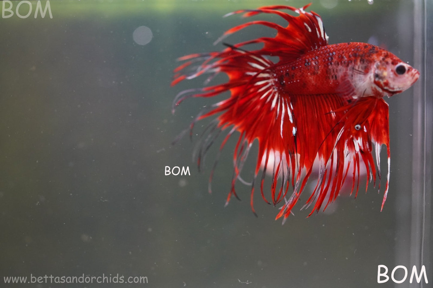 LIVE BETTA MALE CROWN FANTASTIC REDS KOI : Unique Fish | BOM-A303