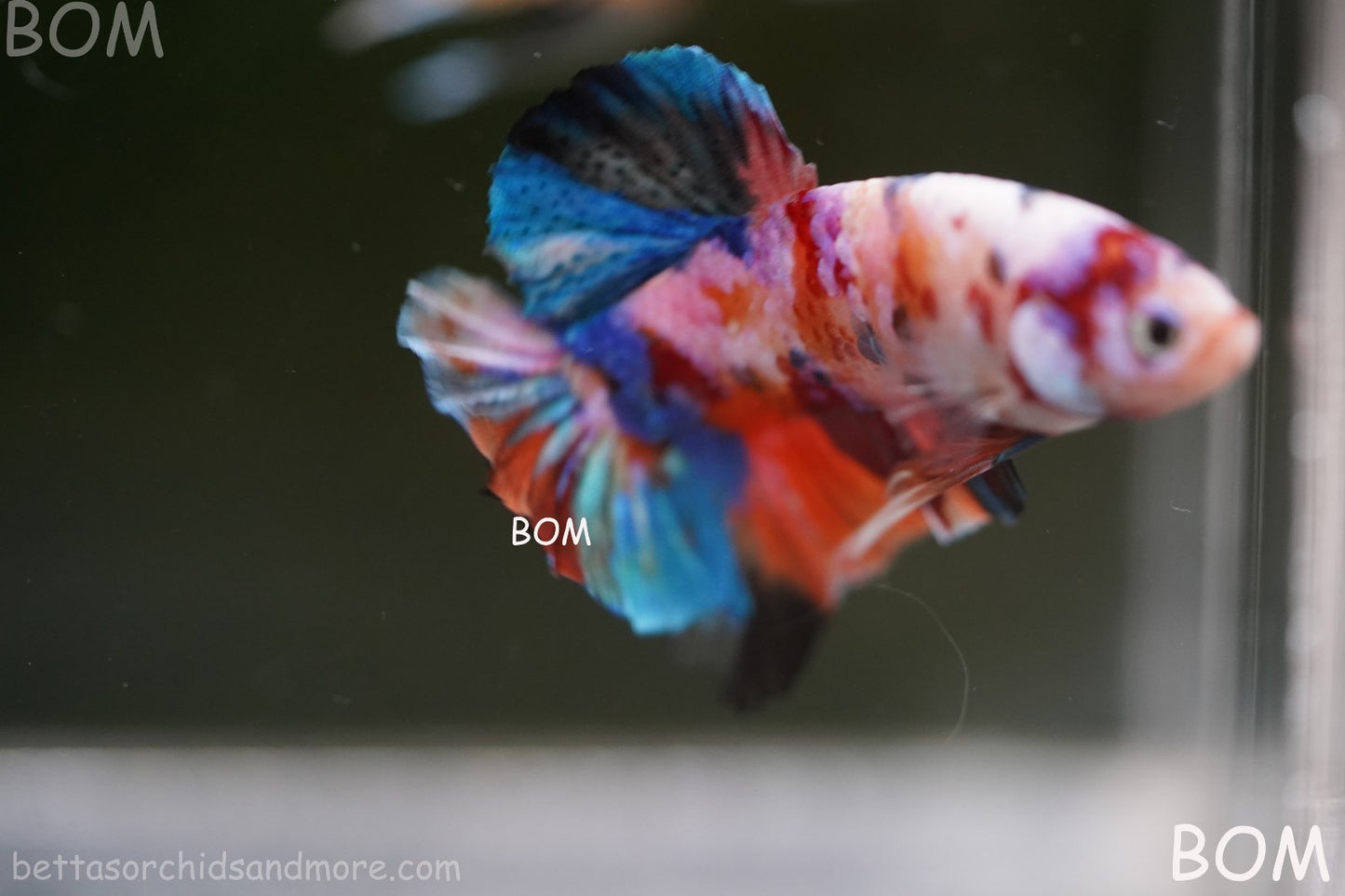 LIVE BETTTA MALE METALLIC MULTICOLOUR HMPK BEAUTIFUL COLOURS | BOM-A282