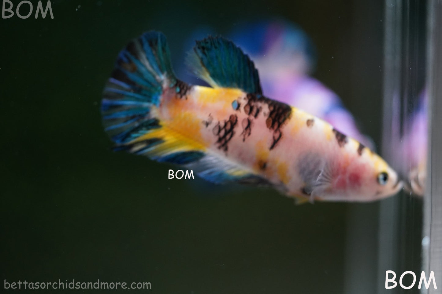LIVE BETTTA FEMALE METALLIC MULTICOLOUR HMPK BEAUTIFUL COLOURS | BOM-A285