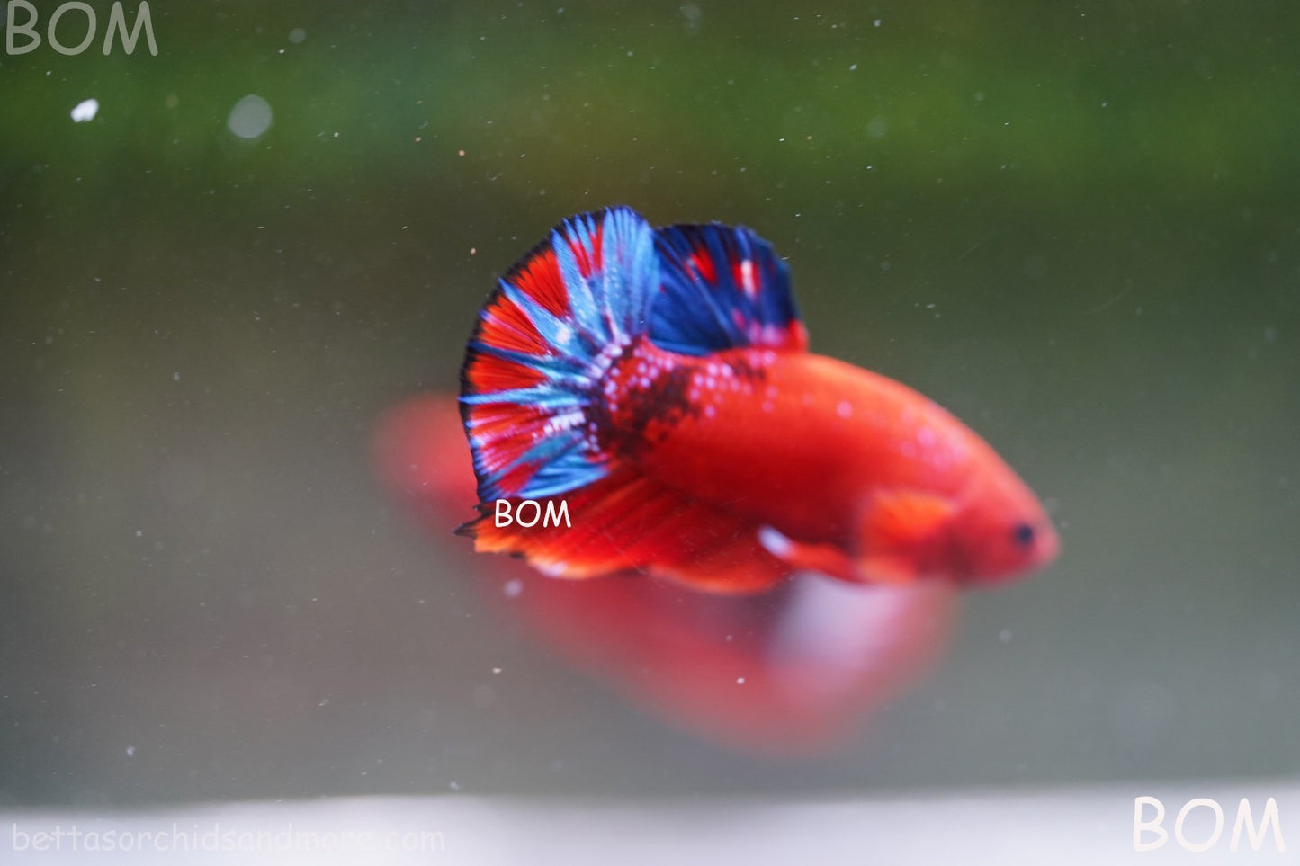 PREMIUM MALE HELLBOY HMPK BETTA Fish:Live HMPK | BOM-A271