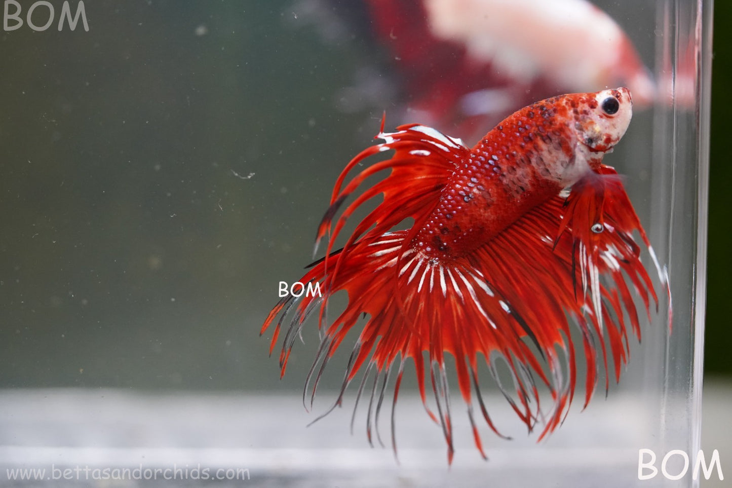 LIVE BETTA MALE CROWN FANTASTIC REDS KOI : Unique Fish | BOM-A303