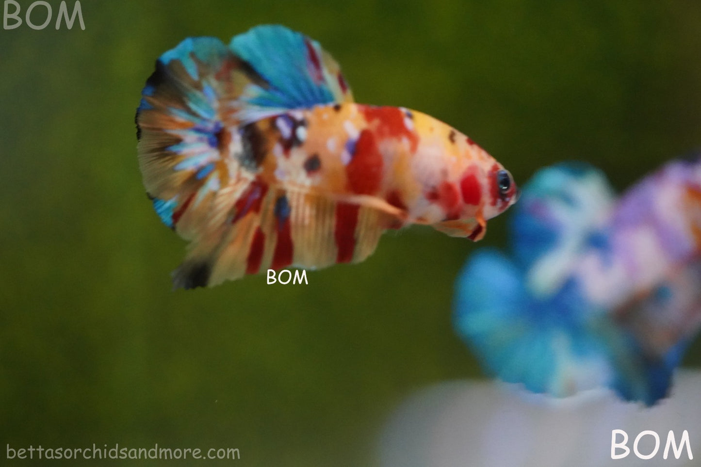 LIVE BETTTA MALE METALLIC MULTICOLOUR HMPK BEAUTIFUL COLOURS | BOM-A283