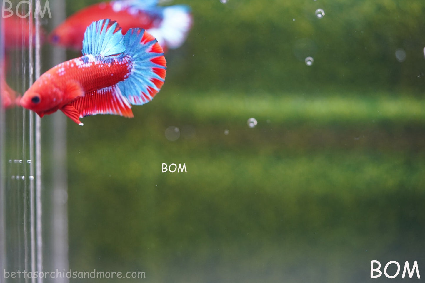 PREMIUM MALE HELLBOY HMPK BETTA Fish:Live HMPK | BOM-A226