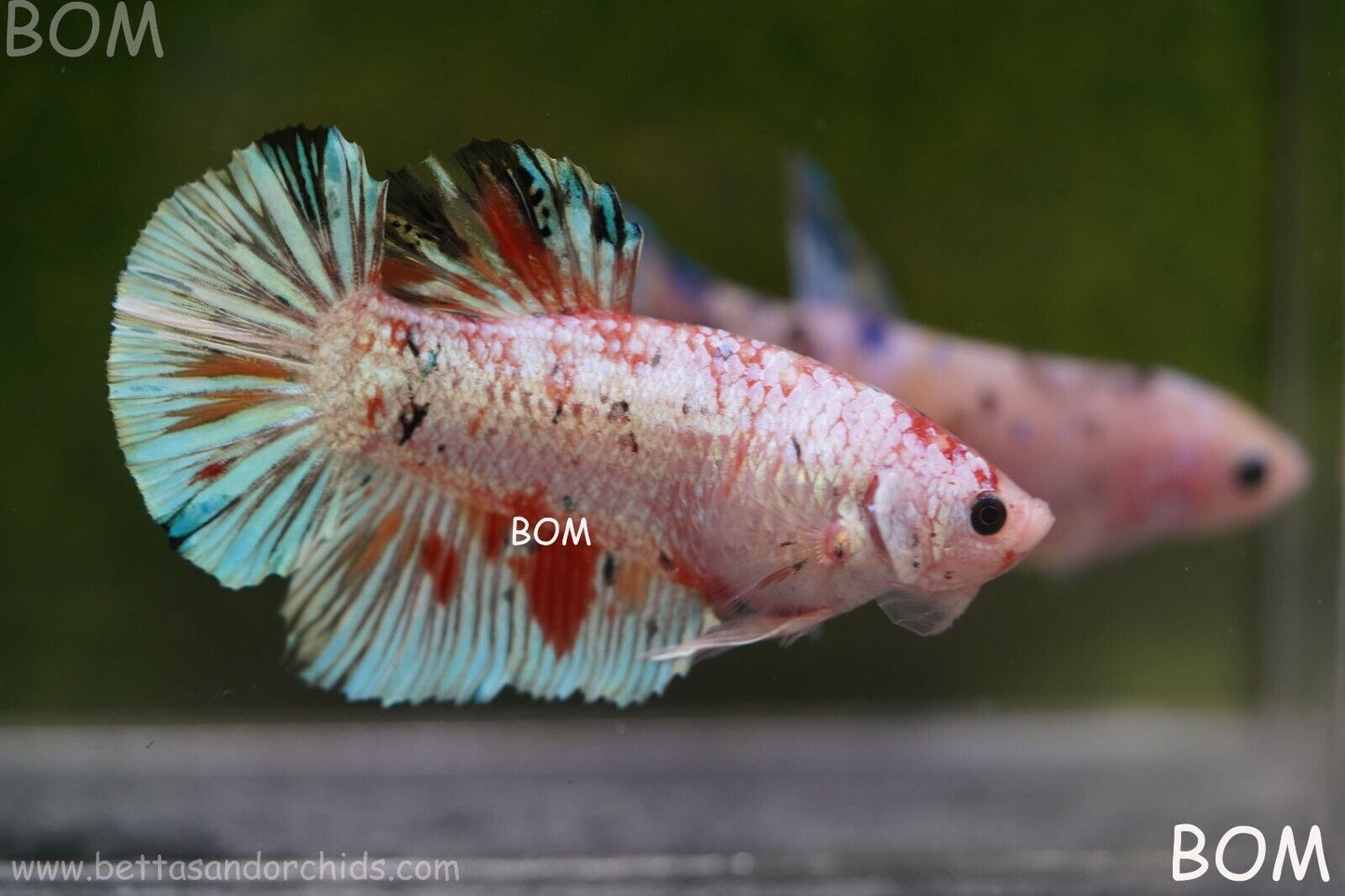 Betta Plakat GIANT MALE MULTICOLOUR | BOM-A99
