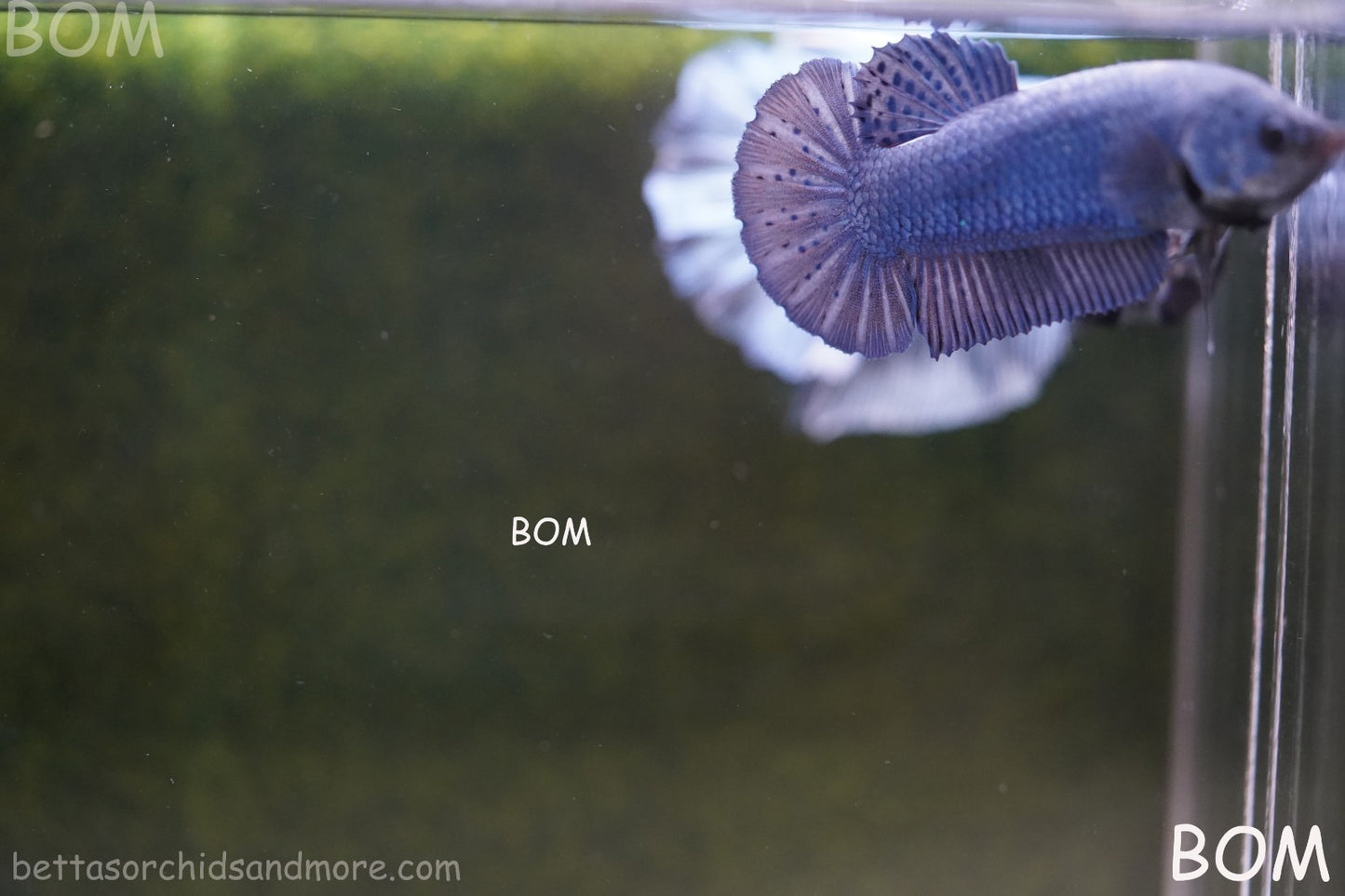 LIVE BETTA GIANT FEMALE BLUE SERIES | BOM-A308