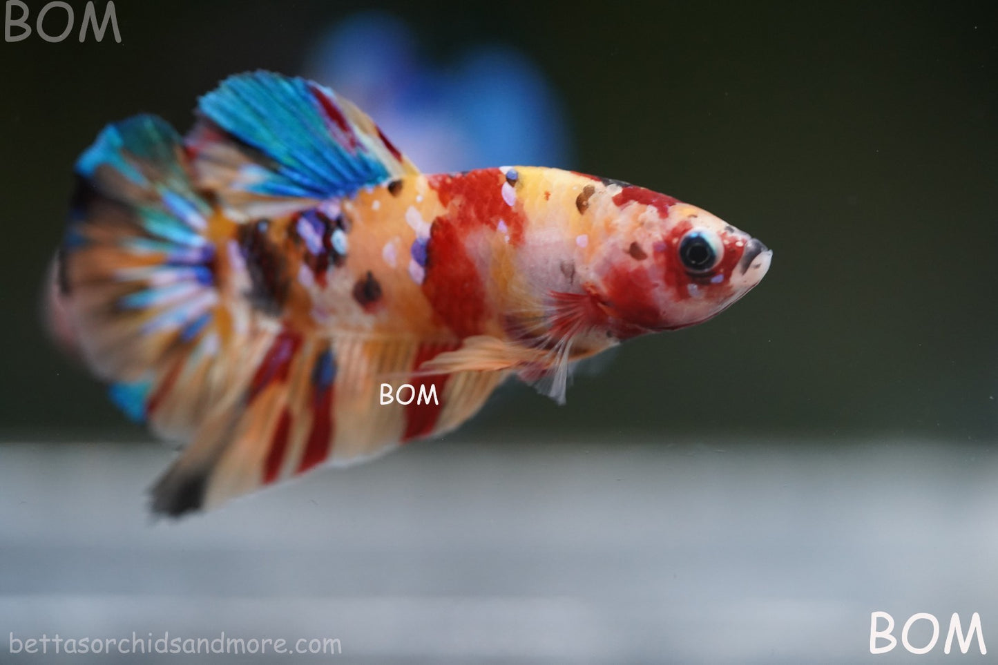 LIVE BETTTA MALE METALLIC MULTICOLOUR HMPK BEAUTIFUL COLOURS | BOM-A283