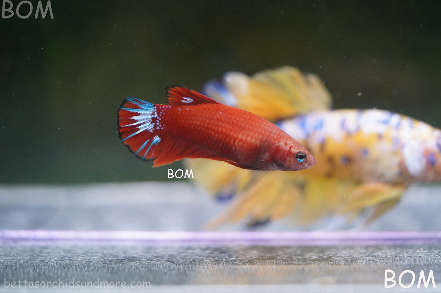 PREMIUM FEMALE HELLBOY HMPK BETTA Fish:Live HMPK | BOM-A276