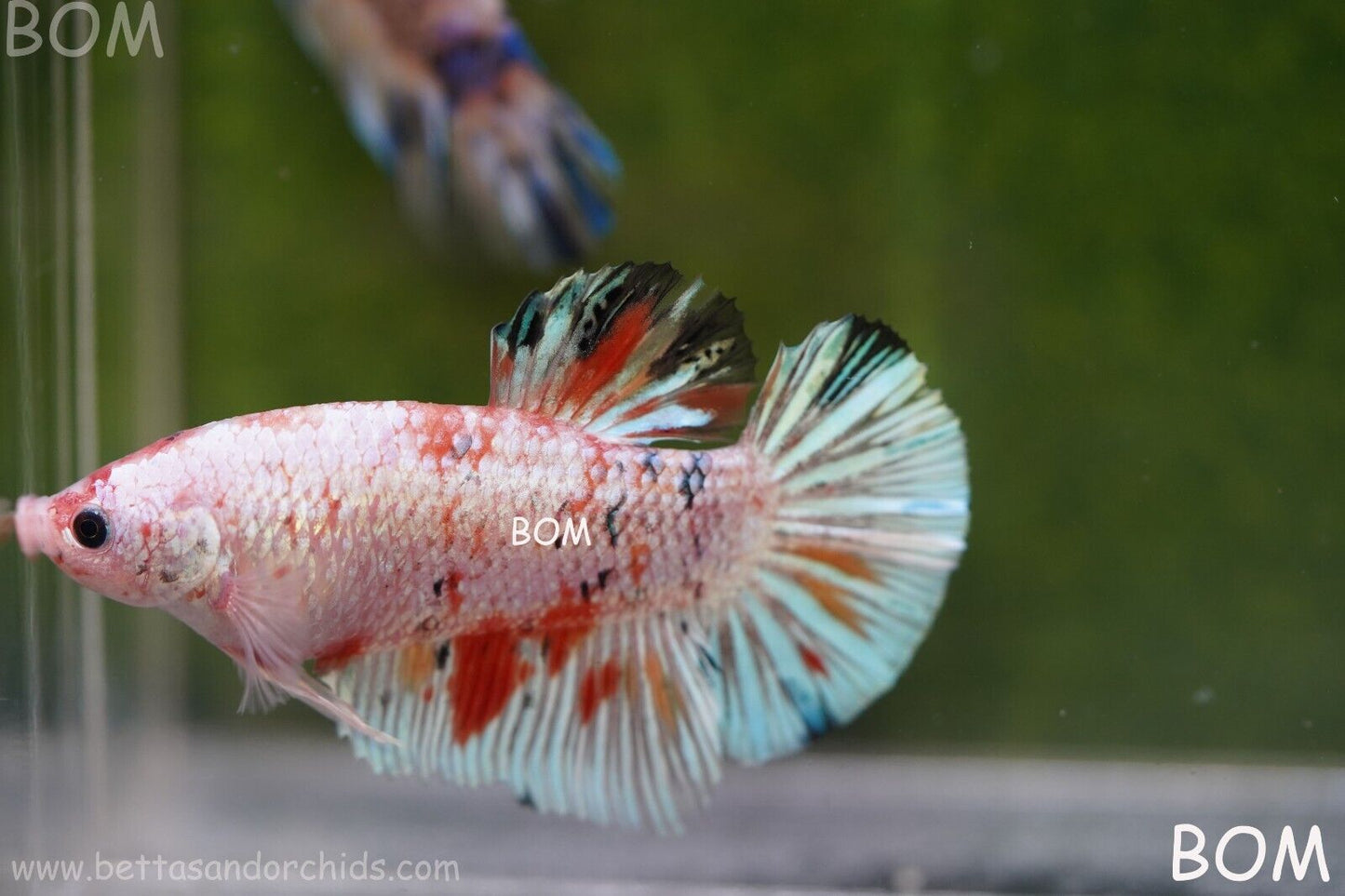 Betta Plakat GIANT MALE MULTICOLOUR | BOM-A99