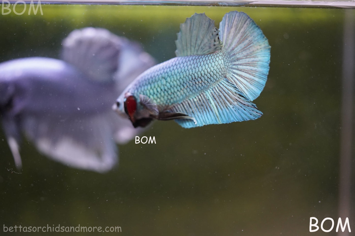 LIVE BETTA GIANT MALE BLUE SERIES 5 CM BO | BOM-A312