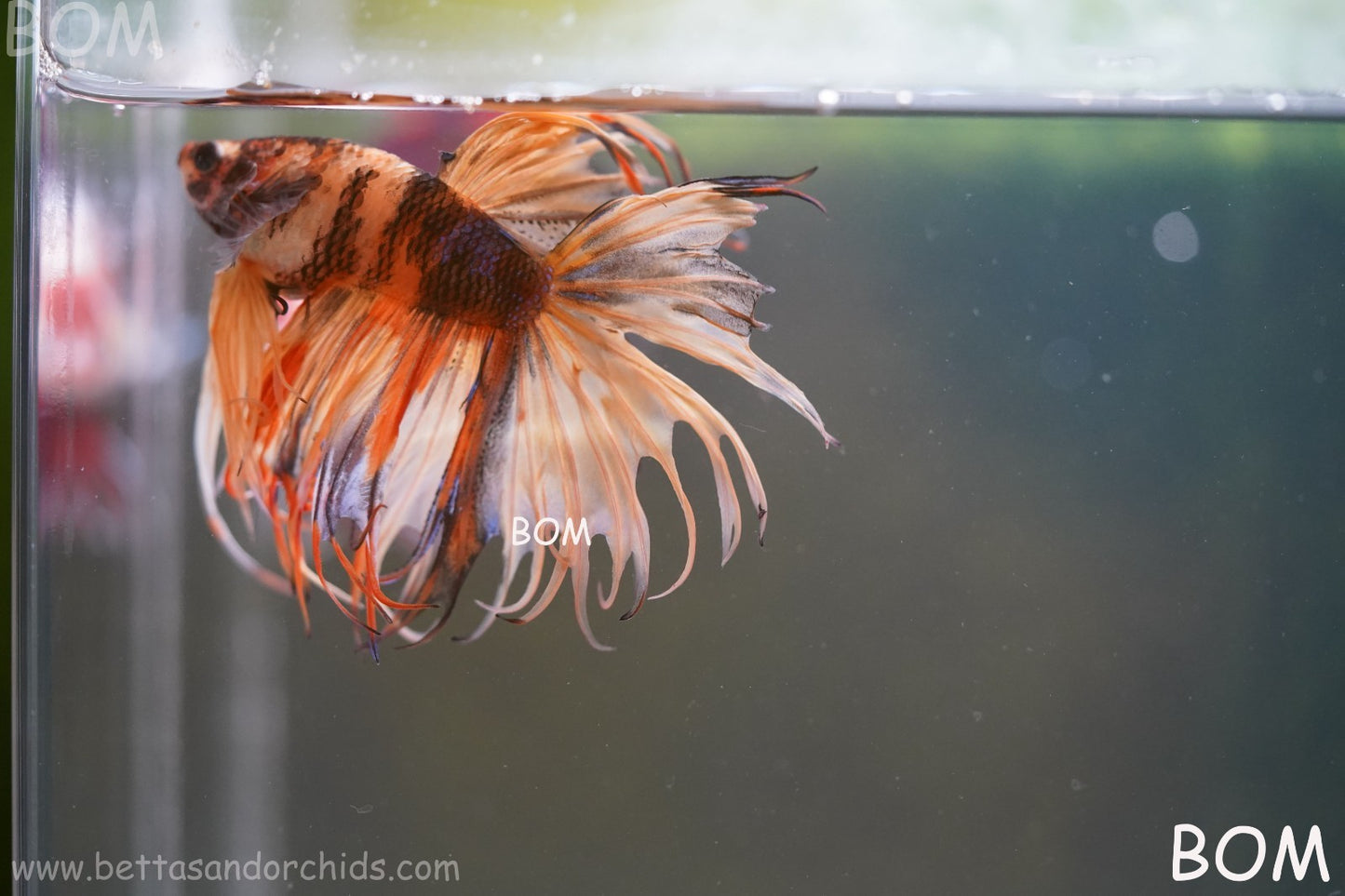 LIVE BETTA MALE CROWN JELLY YELLOW : Unique Fish | BOM-A301