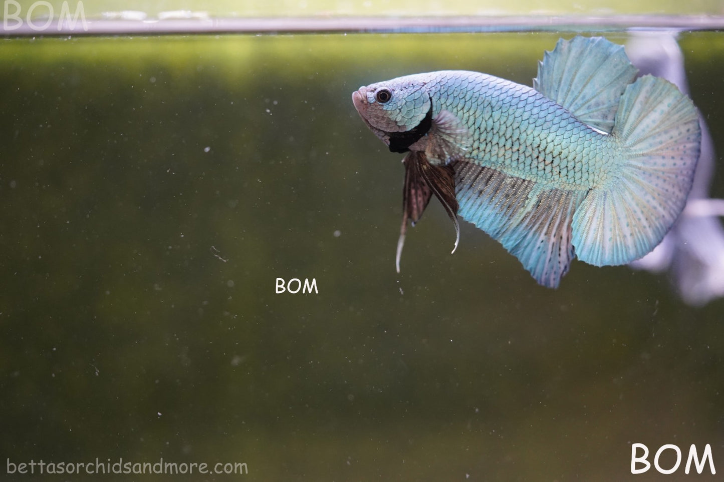 LIVE BETTA GIANT MALE BLUE SERIES 5 CM BO | BOM-A312