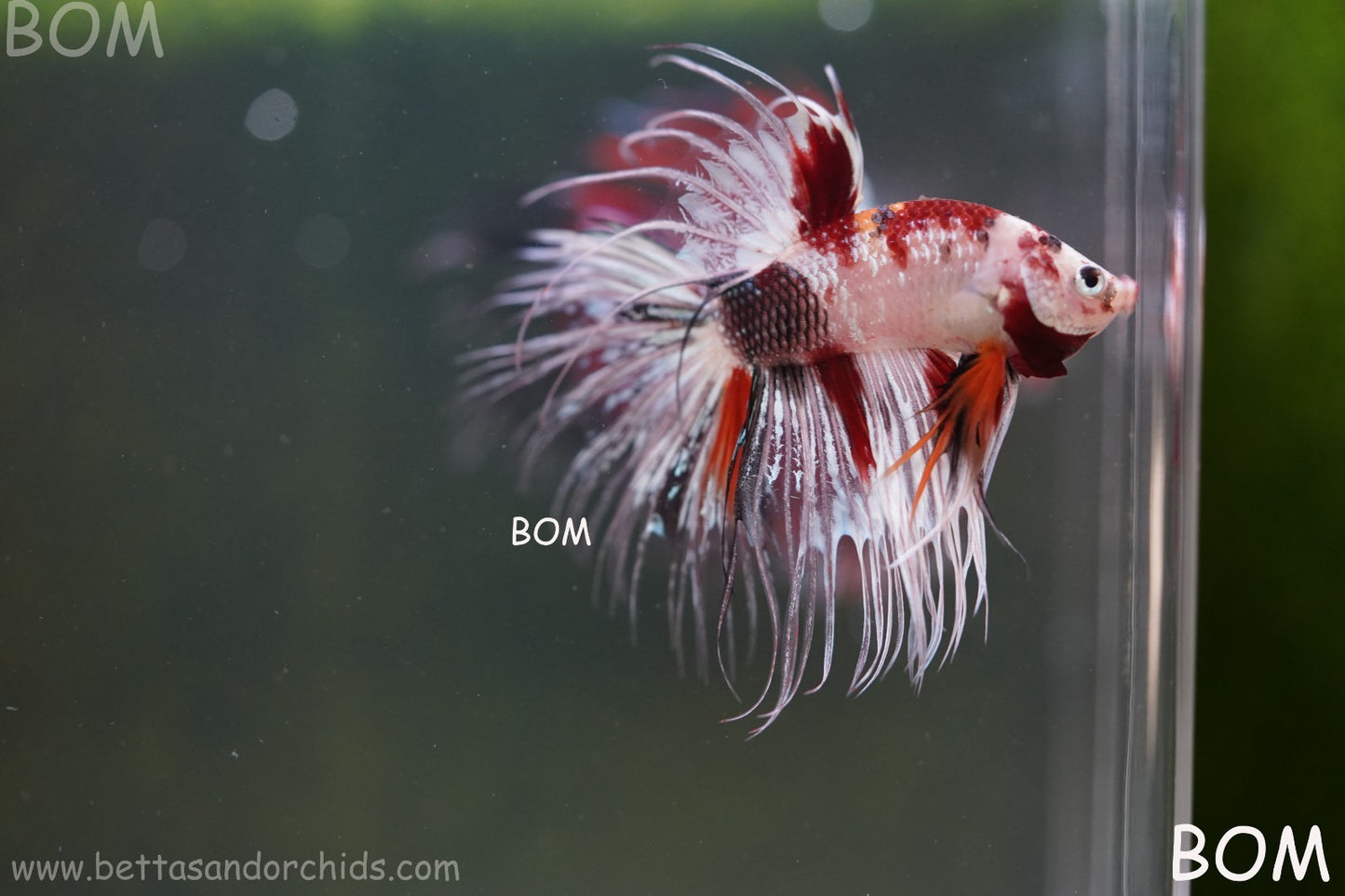 LIVE BETTA MALE CROWN RED KOI : Unique Fish | BOM-A295