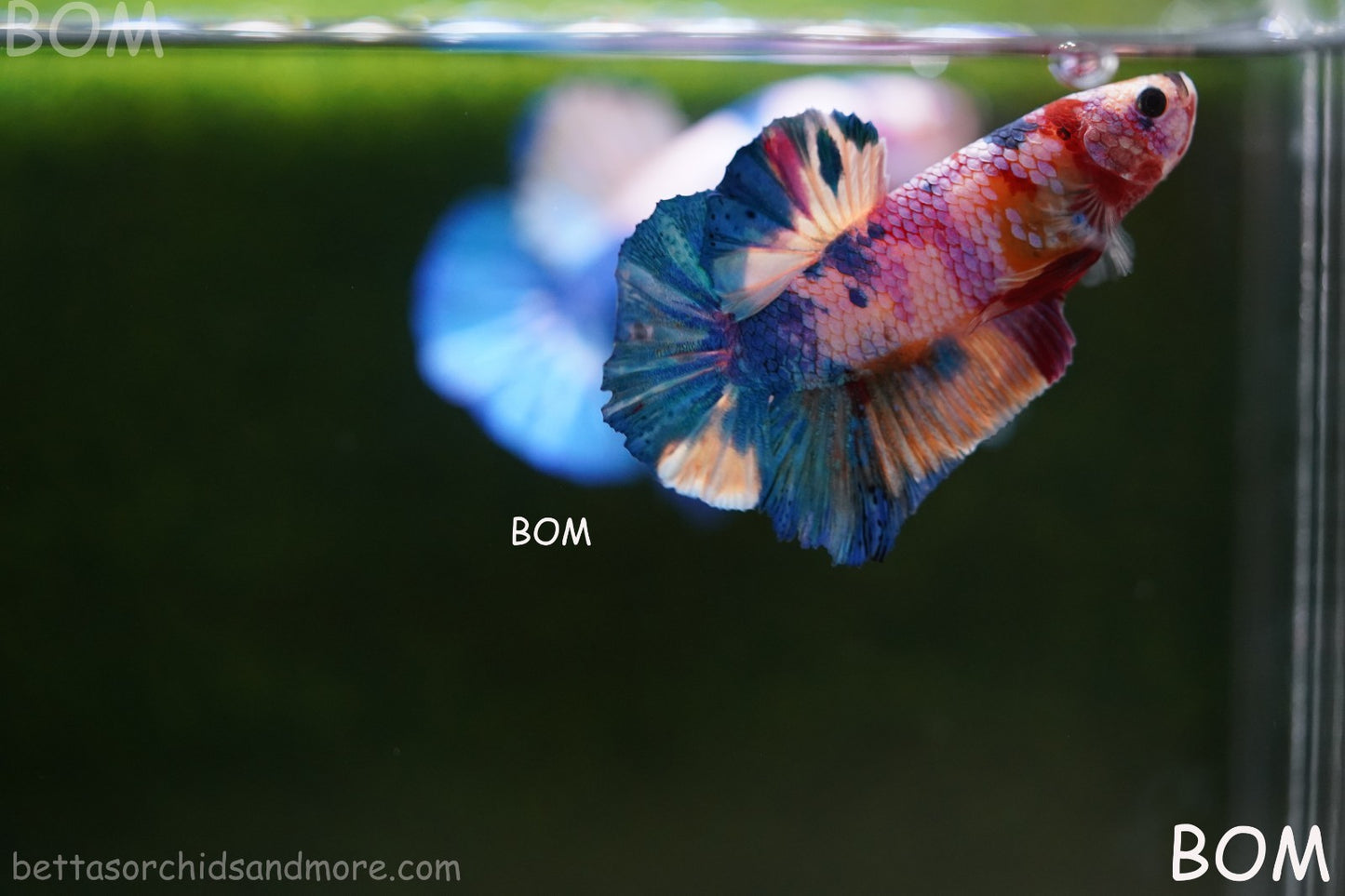 LIVE BETTTA MALE METALLIC MULTICOLOUR HMPK BEAUTIFUL COLOURS | BOM-A280