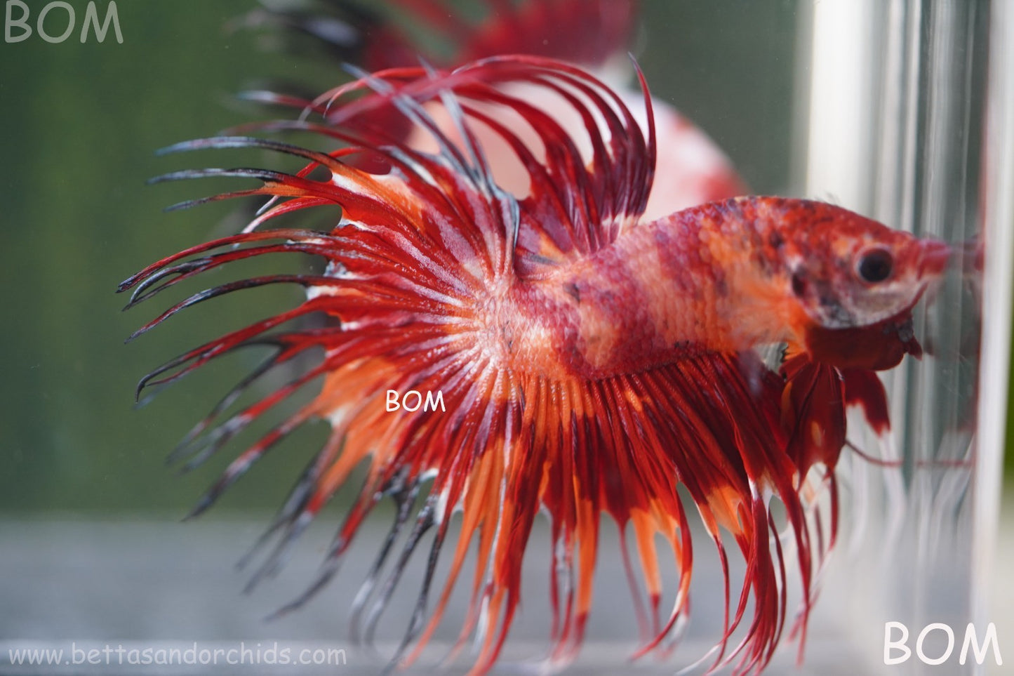 LIVE BETTA MALE CROWN FIREWORKS RED : Unique Fish | BOM-A292