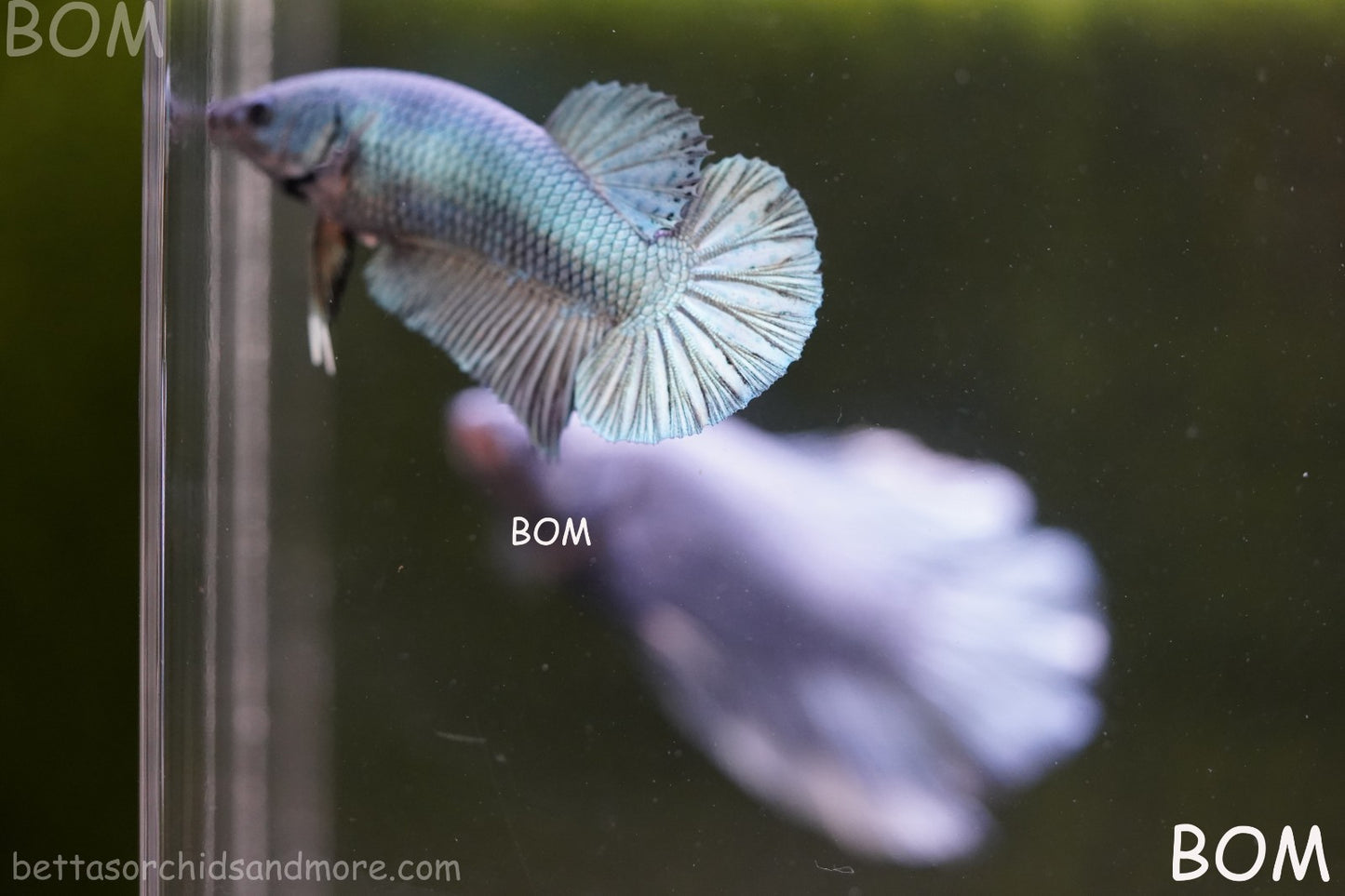 LIVE BETTA GIANT FEMALE BLUE SERIES | BOM-A314