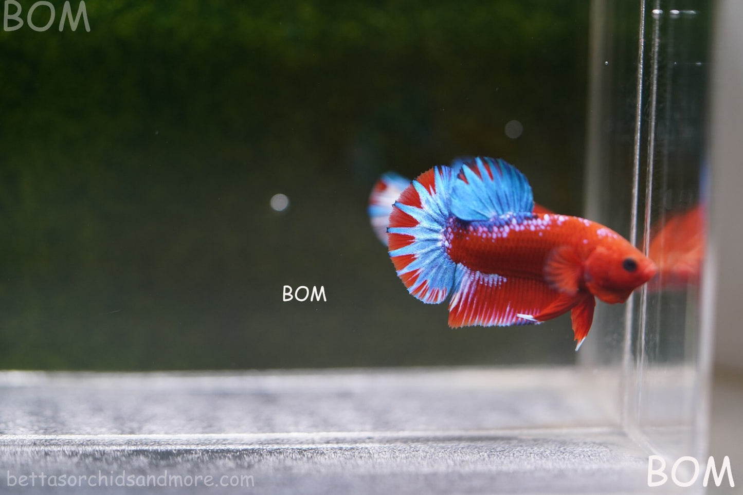 PREMIUM MALE HELLBOY HMPK BETTA Fish:Live HMPK | BOM-A226
