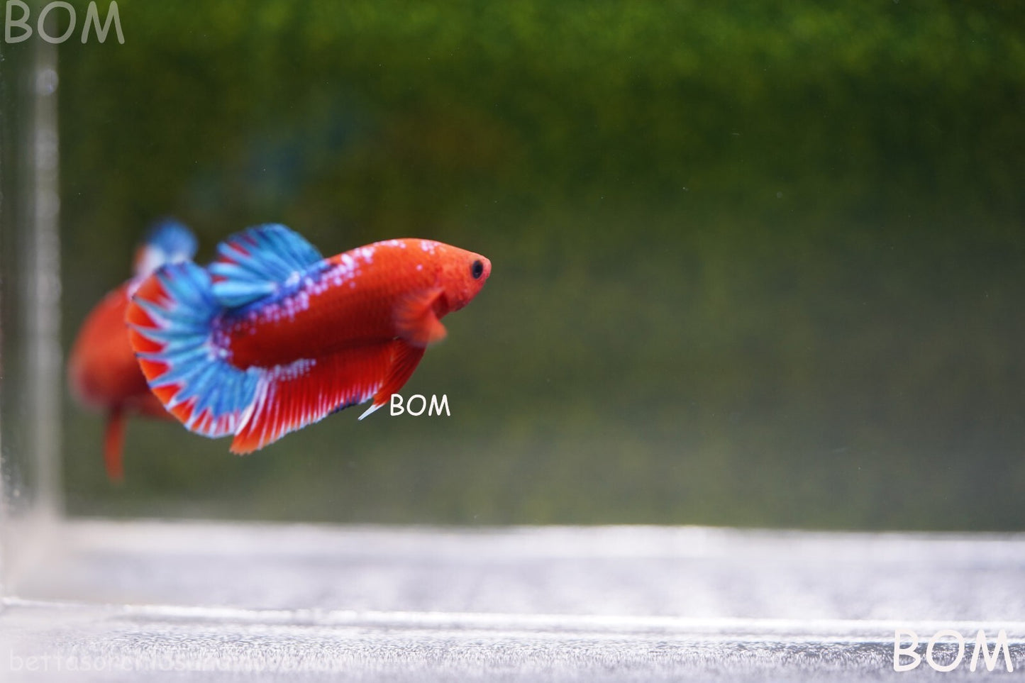 PREMIUM MALE HELLBOY HMPK BETTA Fish:Live HMPK | BOM-A226