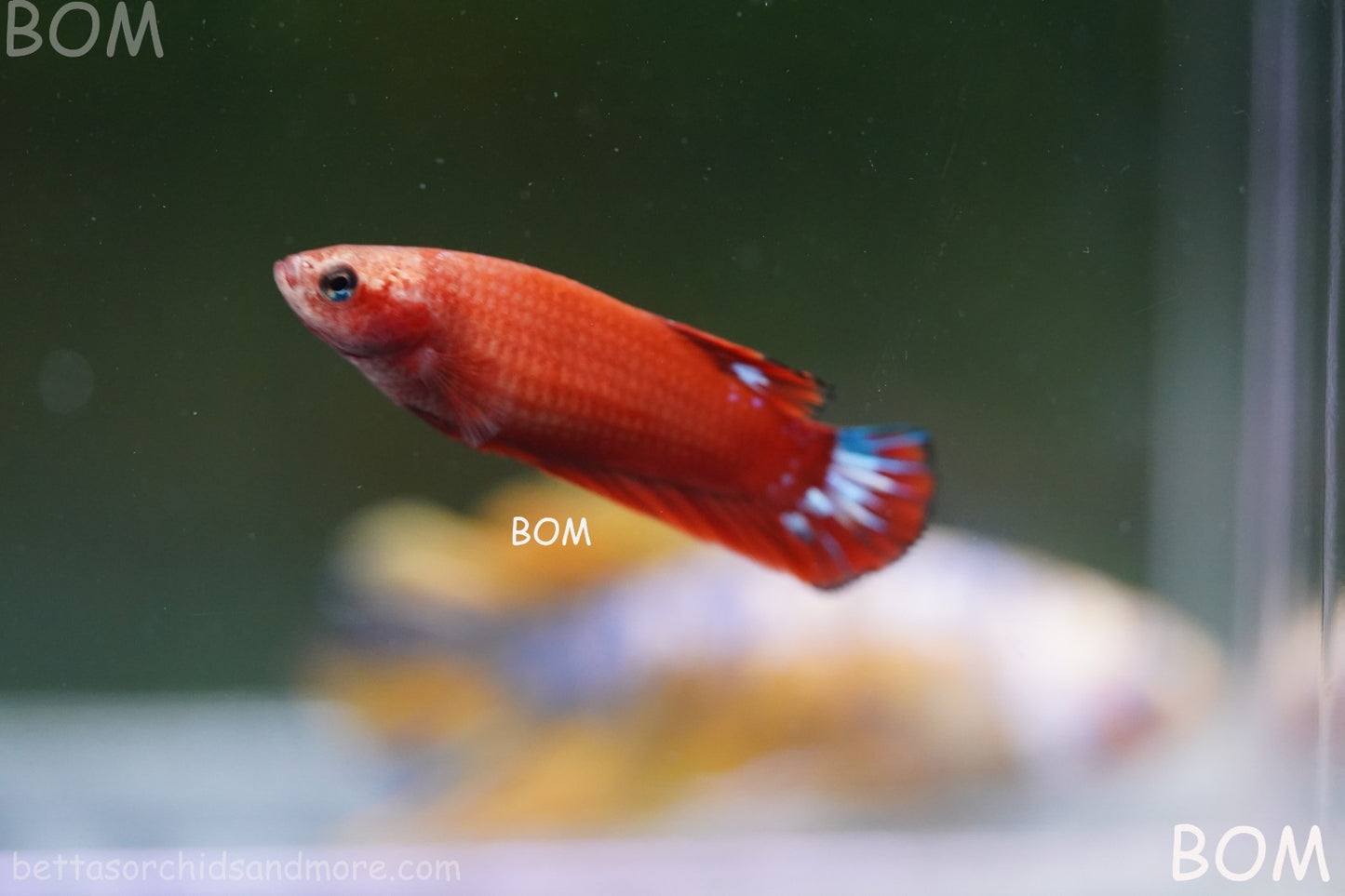 PREMIUM FEMALE HELLBOY HMPK BETTA Fish:Live HMPK | BOM-A276