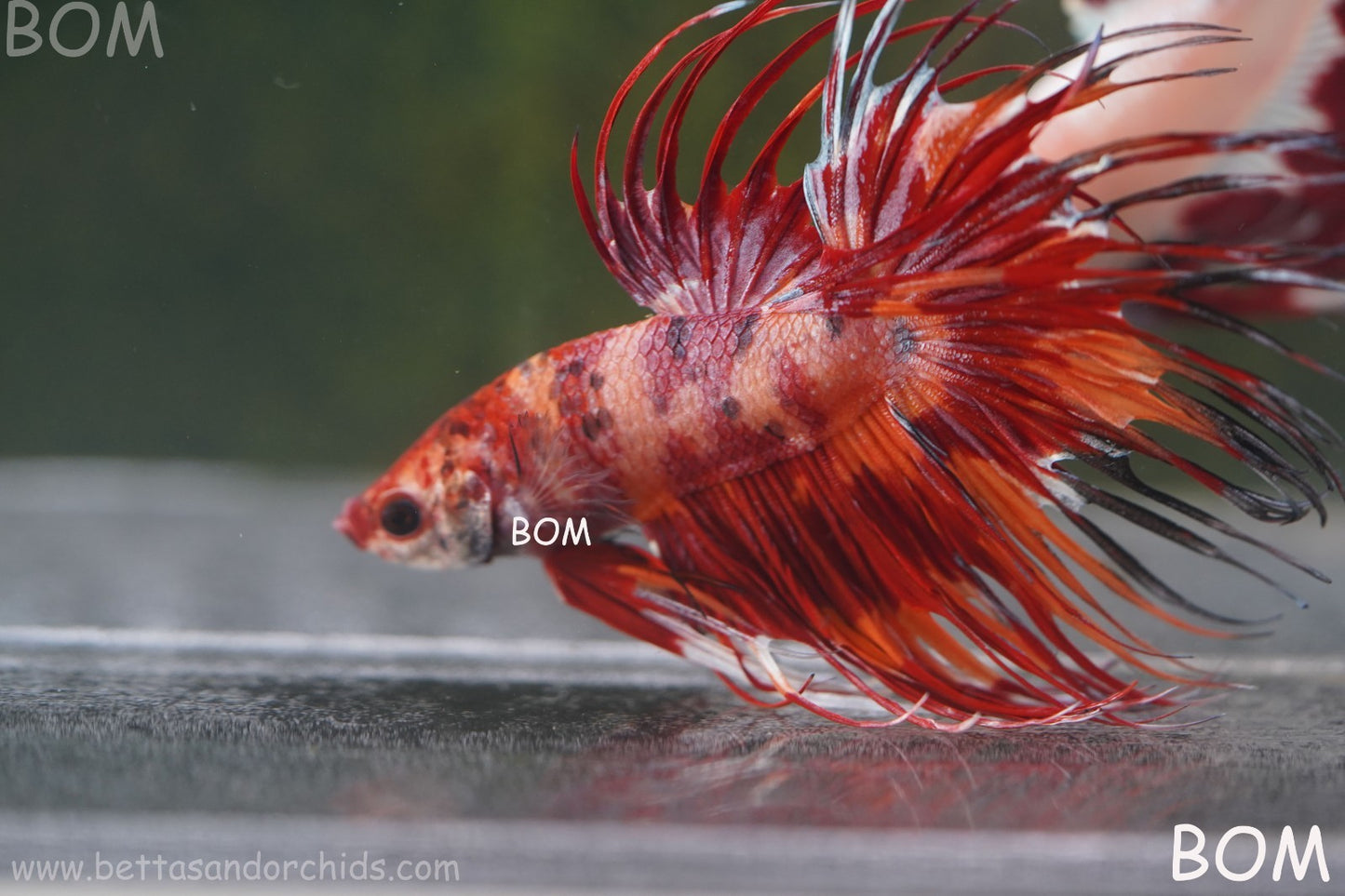 LIVE BETTA MALE CROWN FIREWORKS RED : Unique Fish | BOM-A292