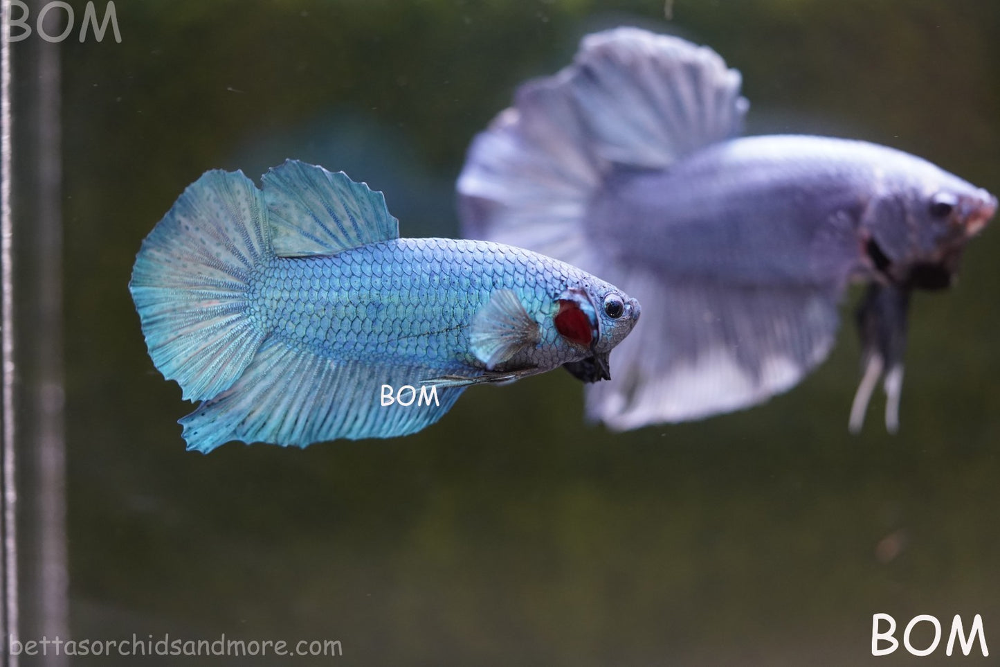 Betta Plakat GIANT MALE BLUE SERIES 5 CM BO | BOM-A307