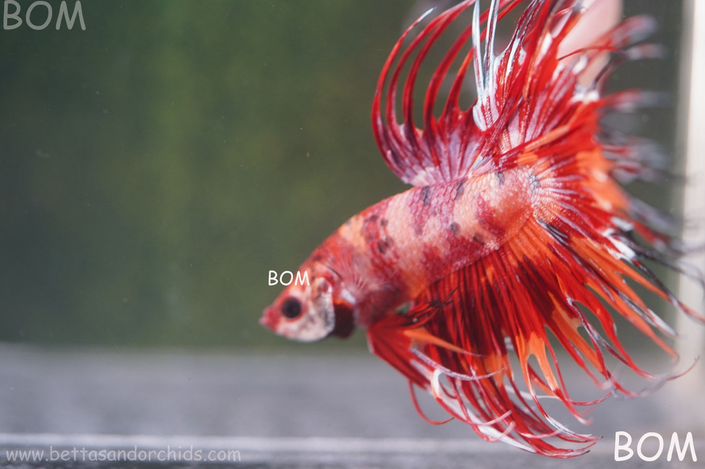 LIVE BETTA MALE CROWN FIREWORKS RED : Unique Fish | BOM-A292