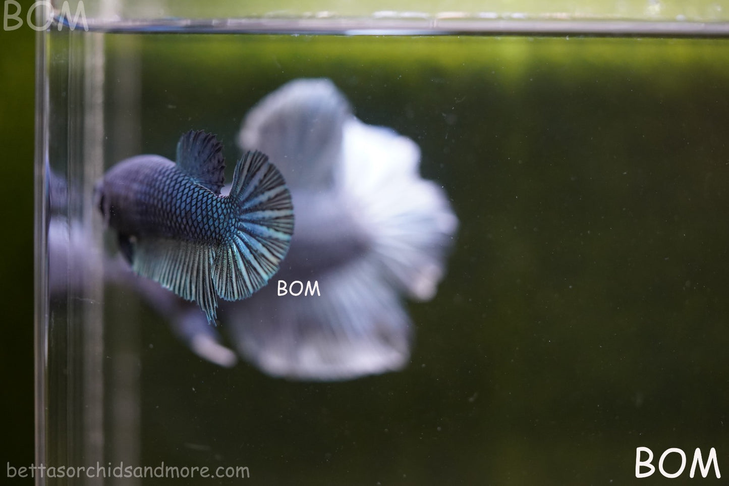 LIVE BETTA GIANT FEMALE BLUE SERIES | BOM-A311