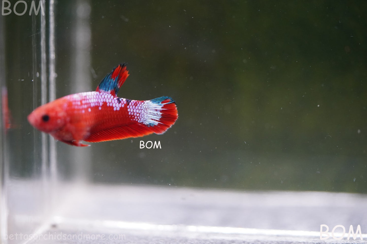 PREMIUM FEMALE HELLBOY HMPK BETTA Fish:Live HMPK | BOM-A275