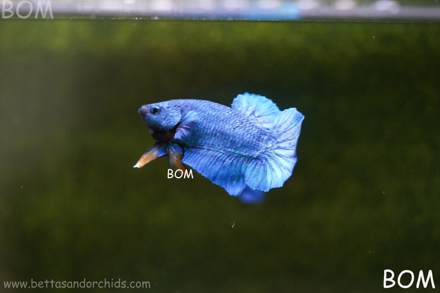 MALE GREEN ARMOUR SERIES Plakat Betta Fish: Live HMPK YELLOW TIE BOM-A65
