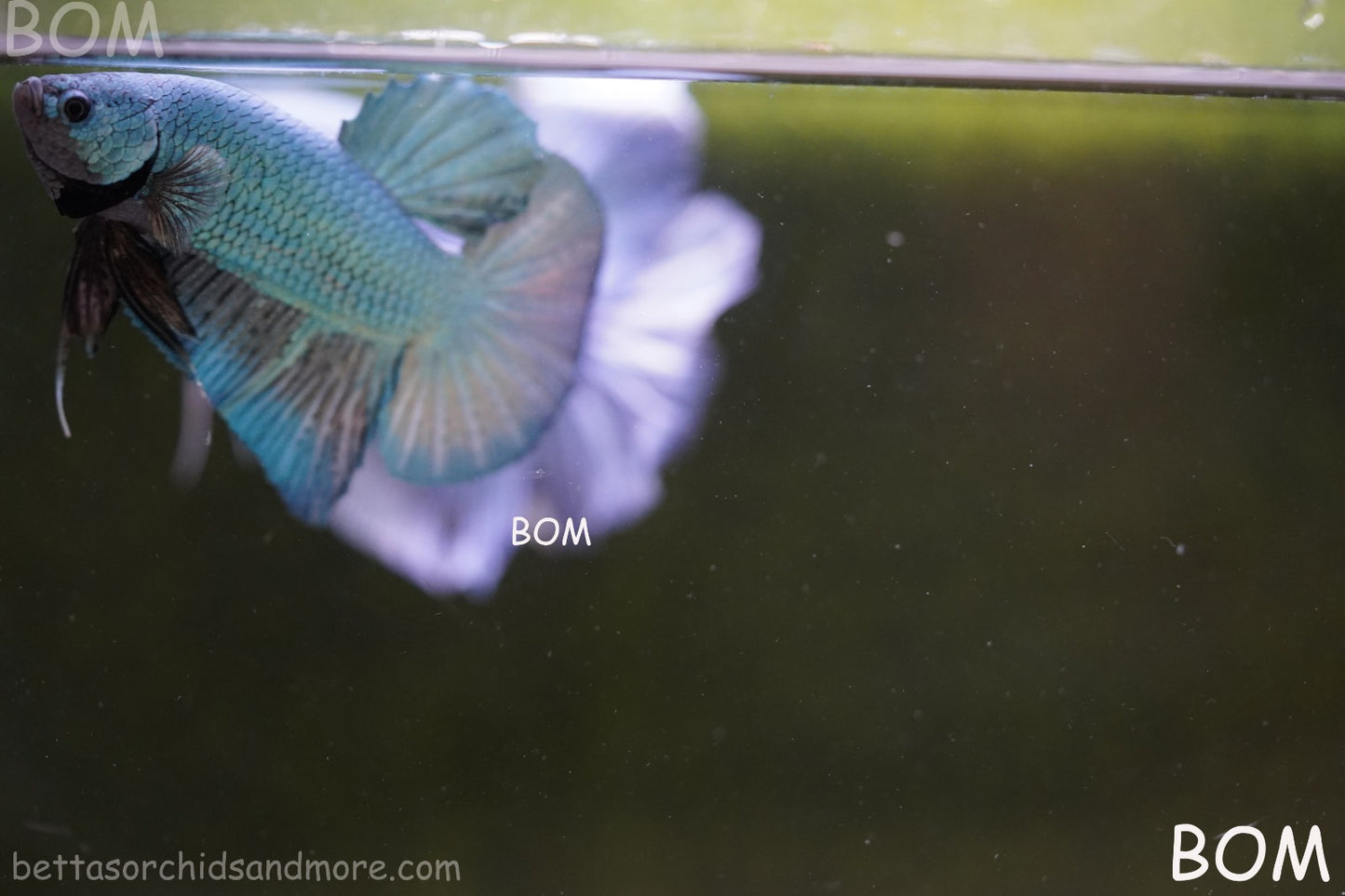 LIVE BETTA GIANT MALE BLUE SERIES 5 CM BO | BOM-A312