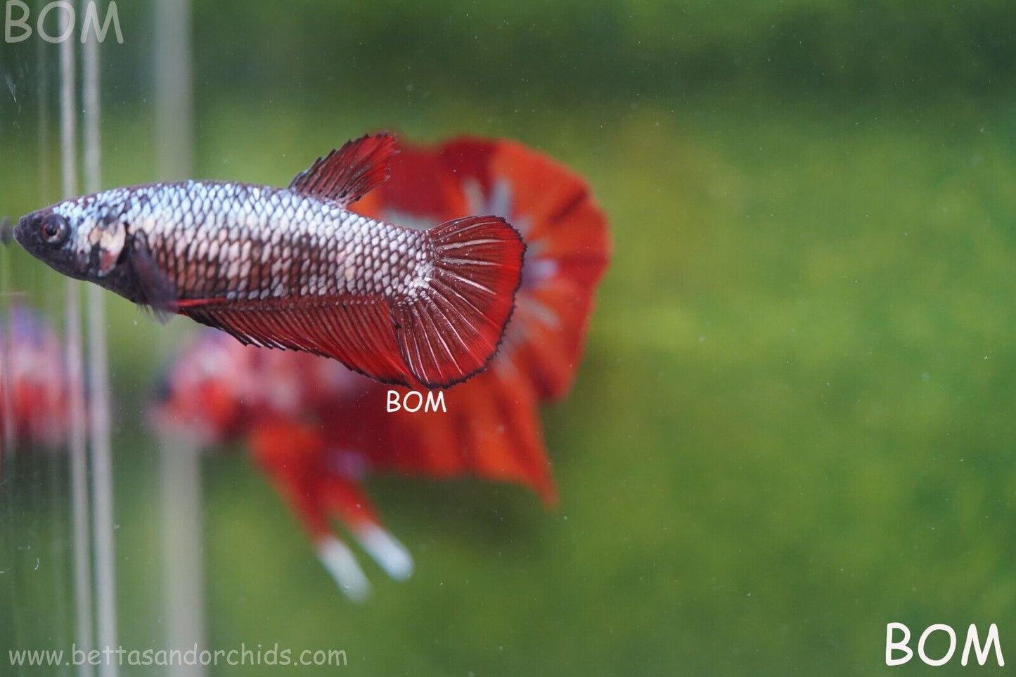 FEMALE RED SAMURAI HMPK Betta Fish - SORORITY : BOM997