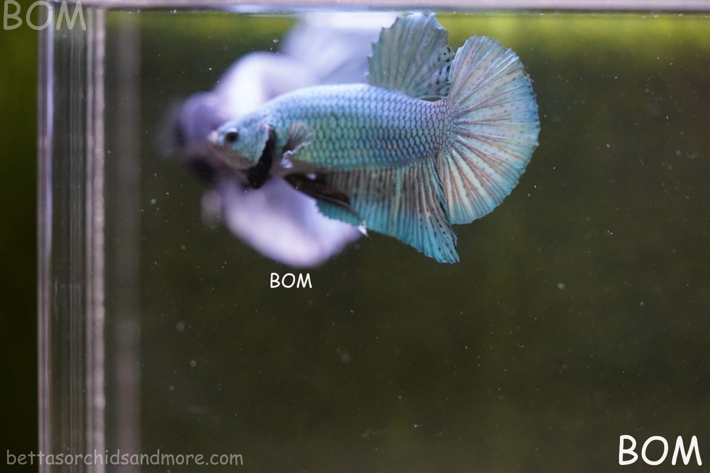 LIVE BETTA GIANT MALE BLUE SERIES 5 CM BO | BOM-A312