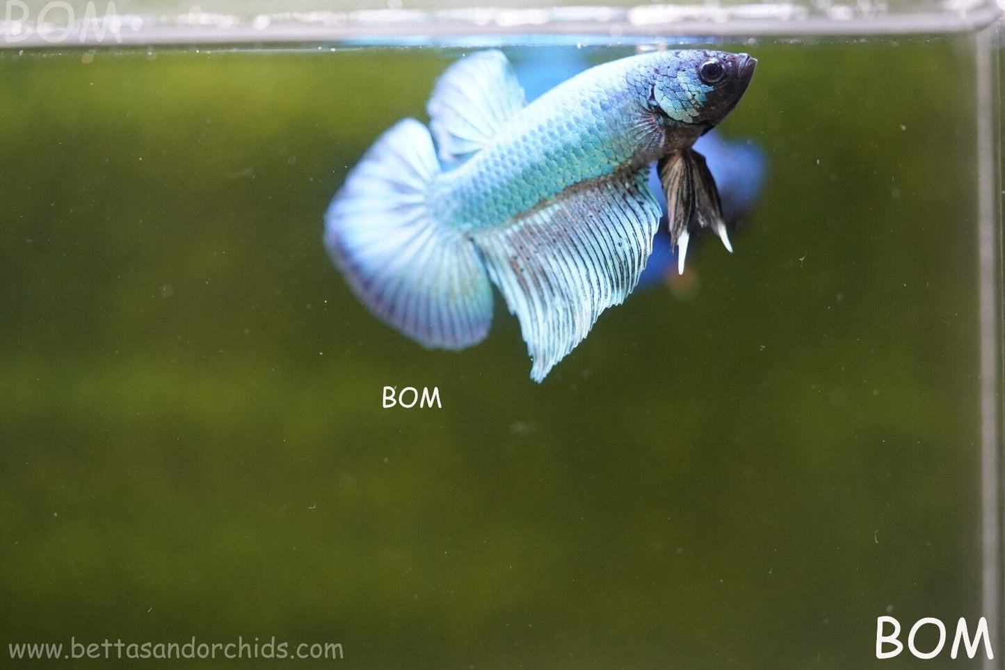 MALE BLUE MASKED FACE SERIES Plakat Betta Fish: Live HMPK BOM-A69