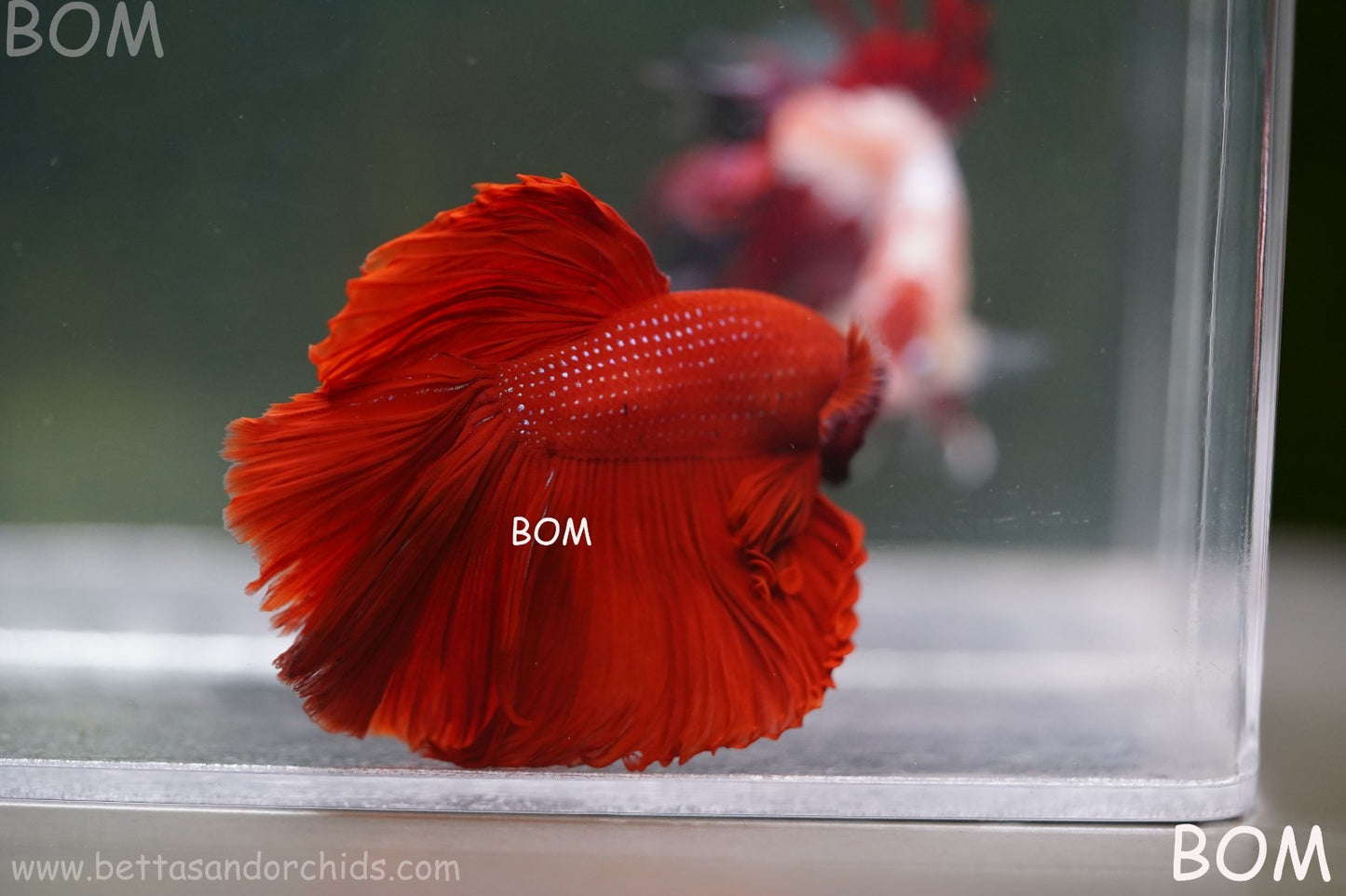 LIVE BETTA MALE KING RED ROSE TAIL : Unique Fish | BOM-A294