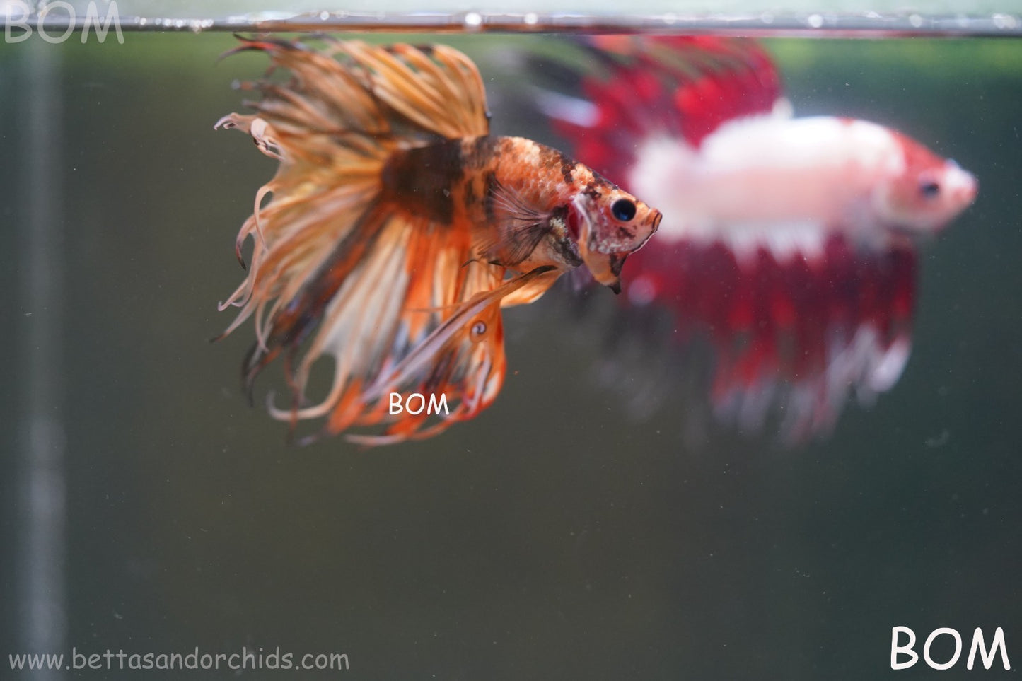LIVE BETTA MALE CROWN JELLY YELLOW : Unique Fish | BOM-A301