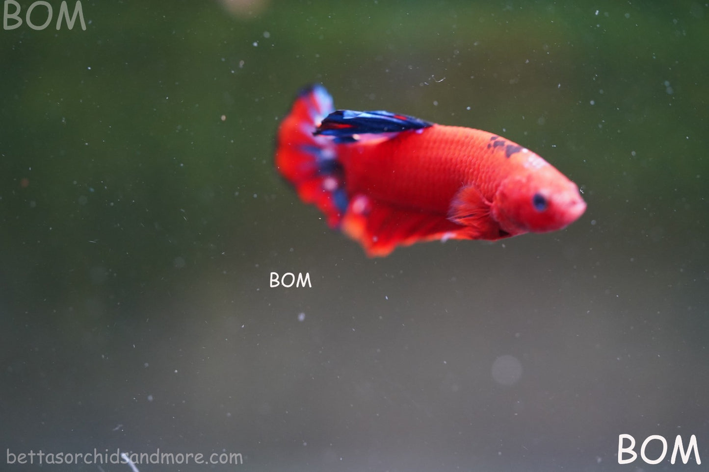 PREMIUM MALE HELLBOY HMPK BETTA Fish:Live HMPK | BOM-A273