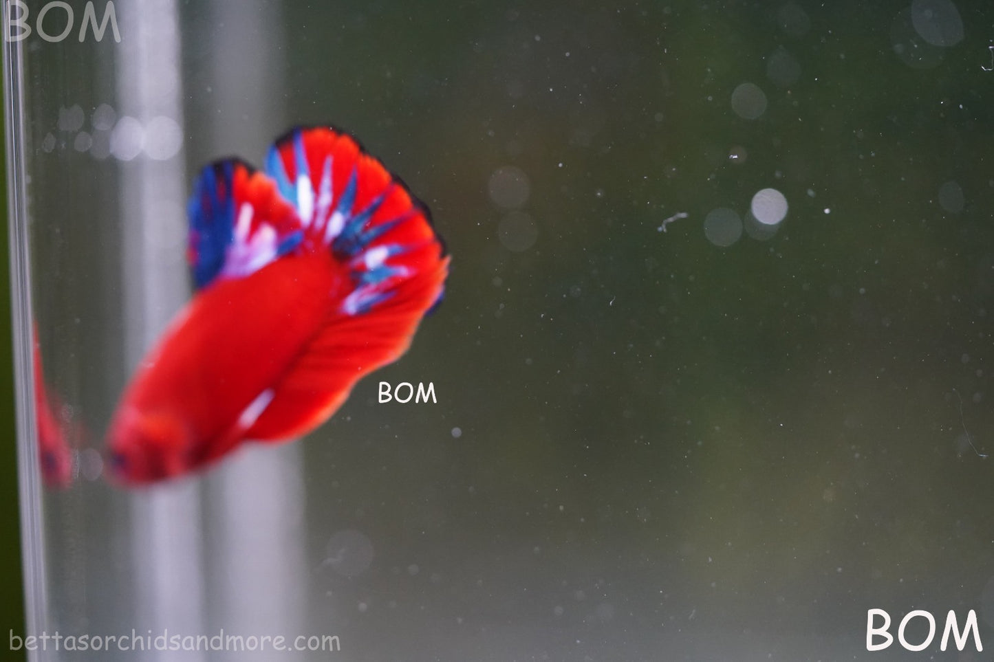 PREMIUM MALE HELLBOY HMPK BETTA Fish:Live HMPK | BOM-A273