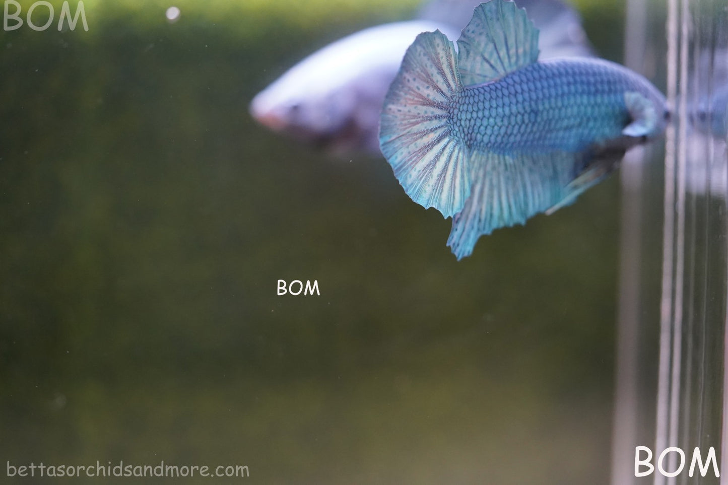 Betta Plakat GIANT MALE BLUE SERIES 5 CM BO | BOM-A307