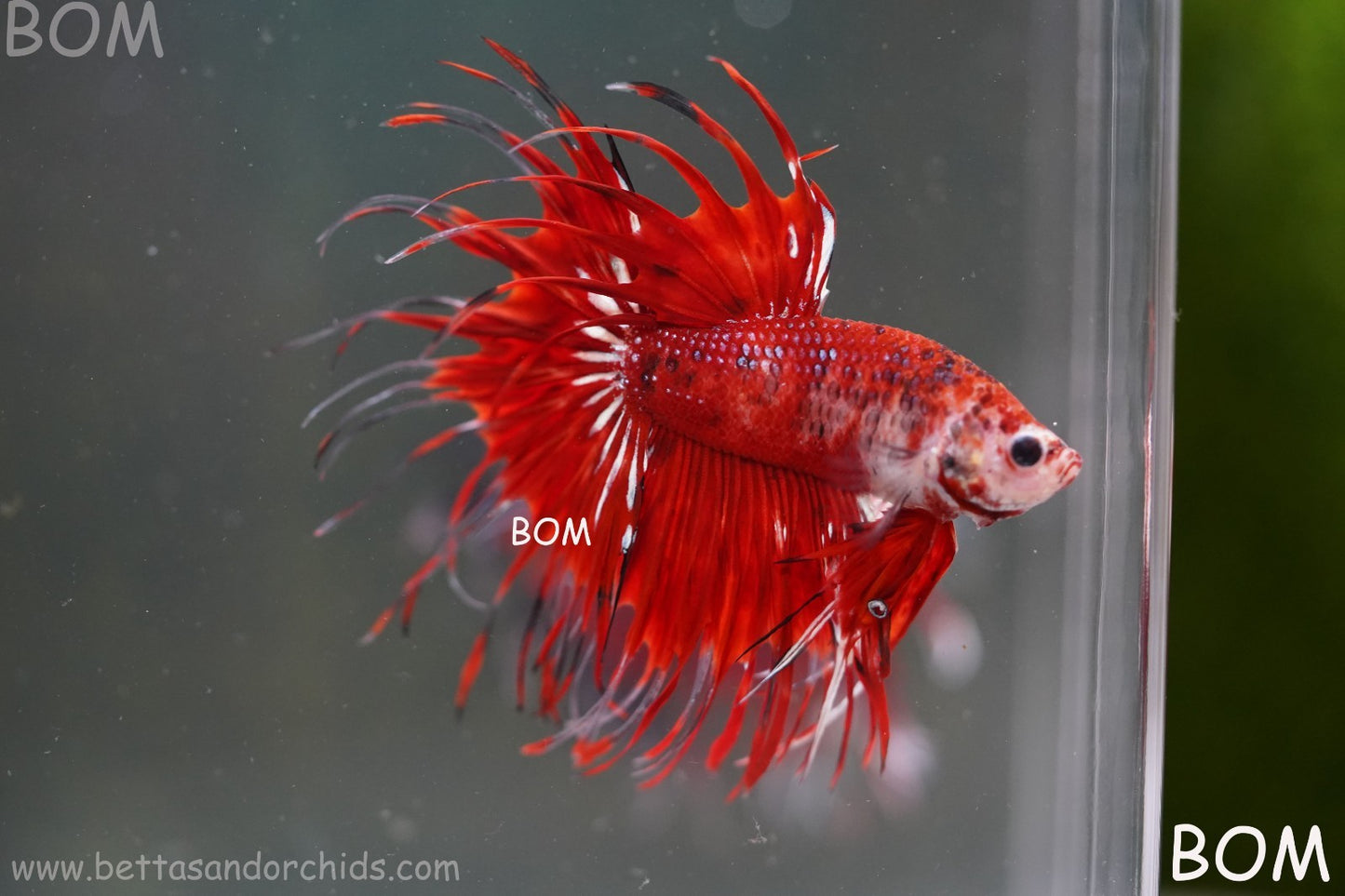 LIVE BETTA MALE CROWN FANTASTIC REDS KOI : Unique Fish | BOM-A303